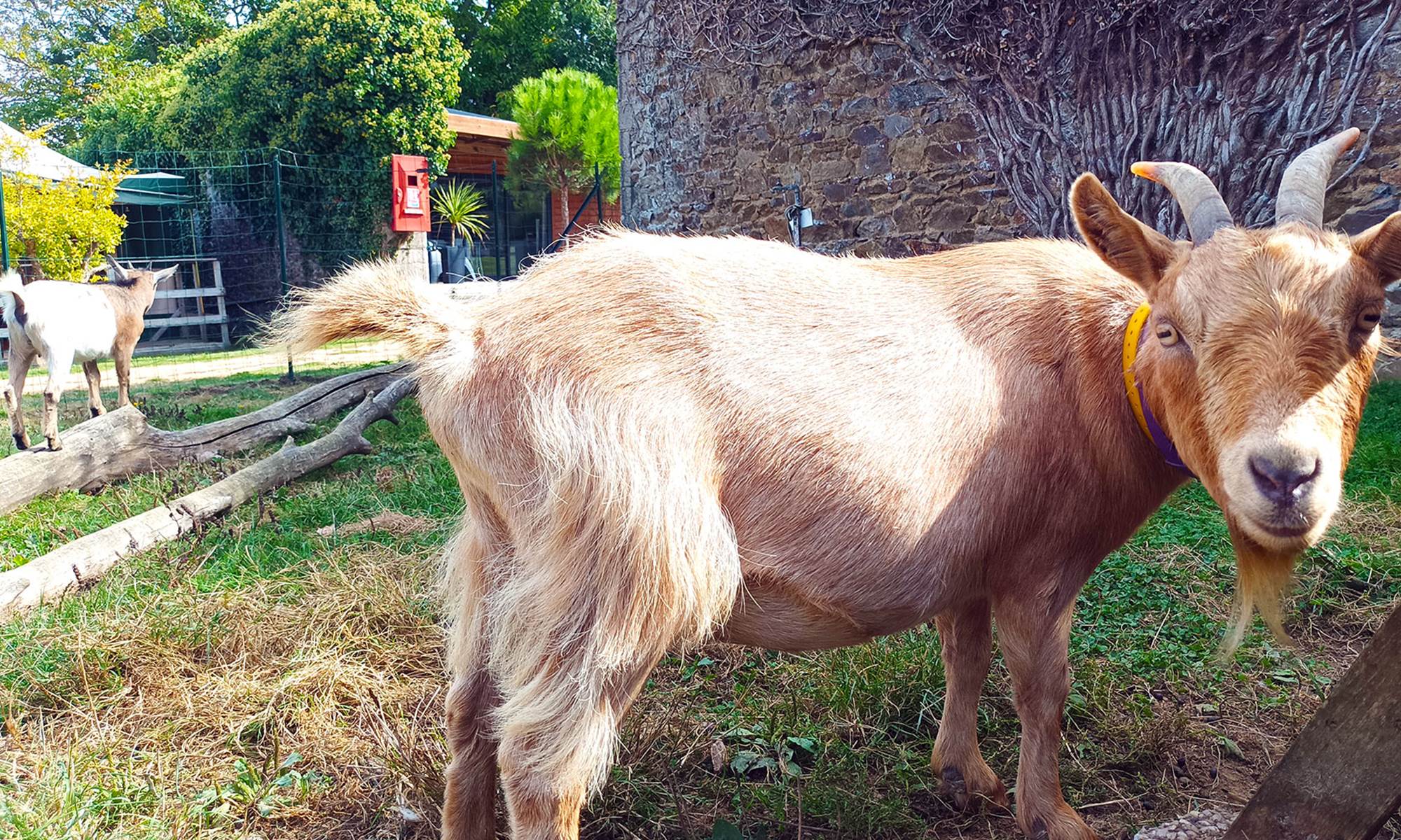 Mini-ferme-web-galerie