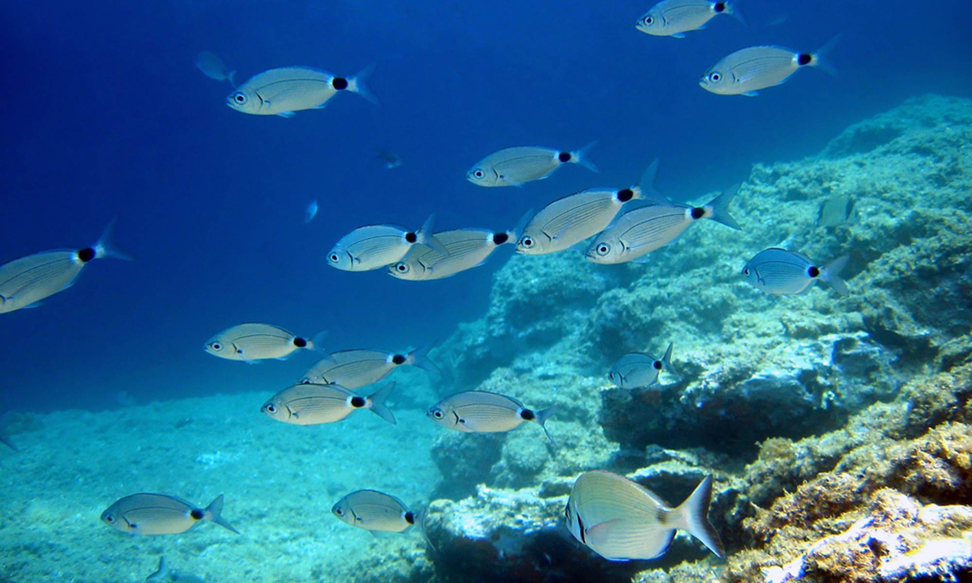 Re´serve marine et Sentier Marin de Banyuls Cerbère-galerie