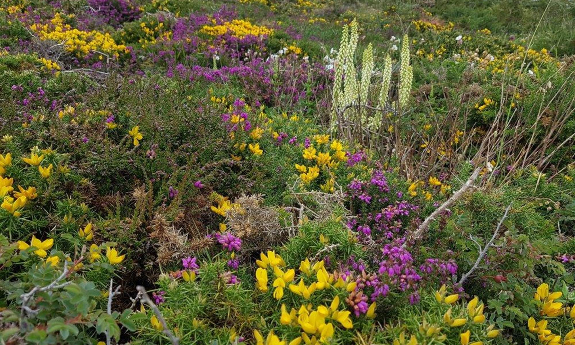 un lupin au milieu des bruyeres et des ajoncs-galerie