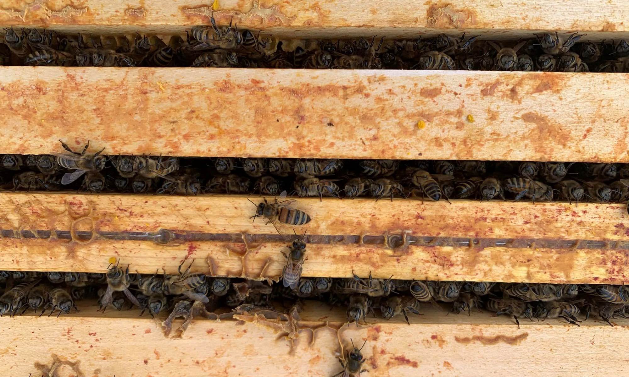 L'APICULTRICE DE L'ARTOIS - Abeilles