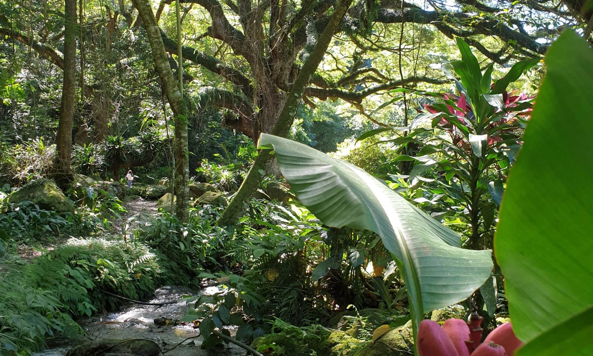 <img src="chemin-de-l-image.jpg" alt="L'arbre Zamana, arbre emblématique de la Martinique dans le nord de l'île, visible dans la région, symbole de l'île, à proximité de Fort-de-France" />-galerie