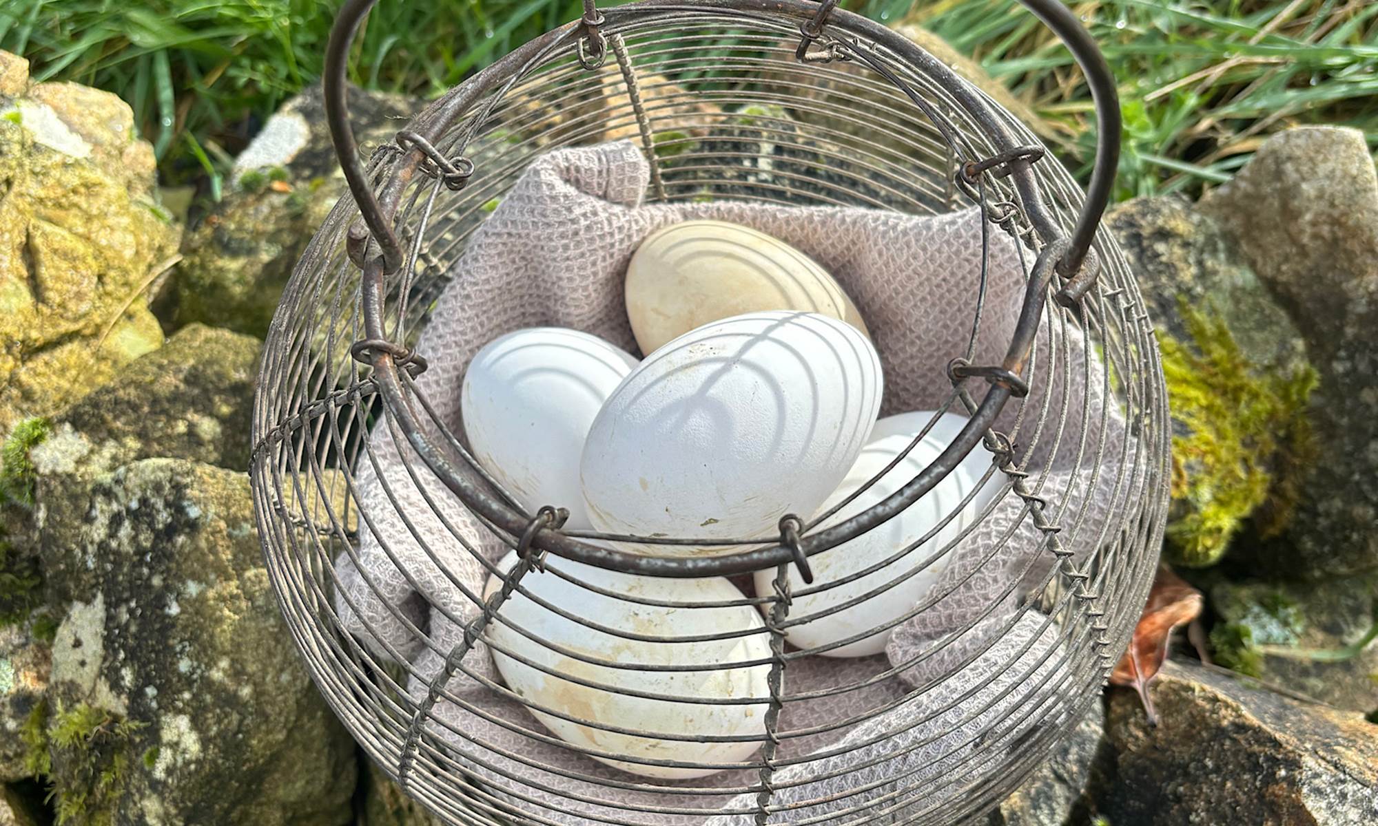 Les oeufs des oies-galerie