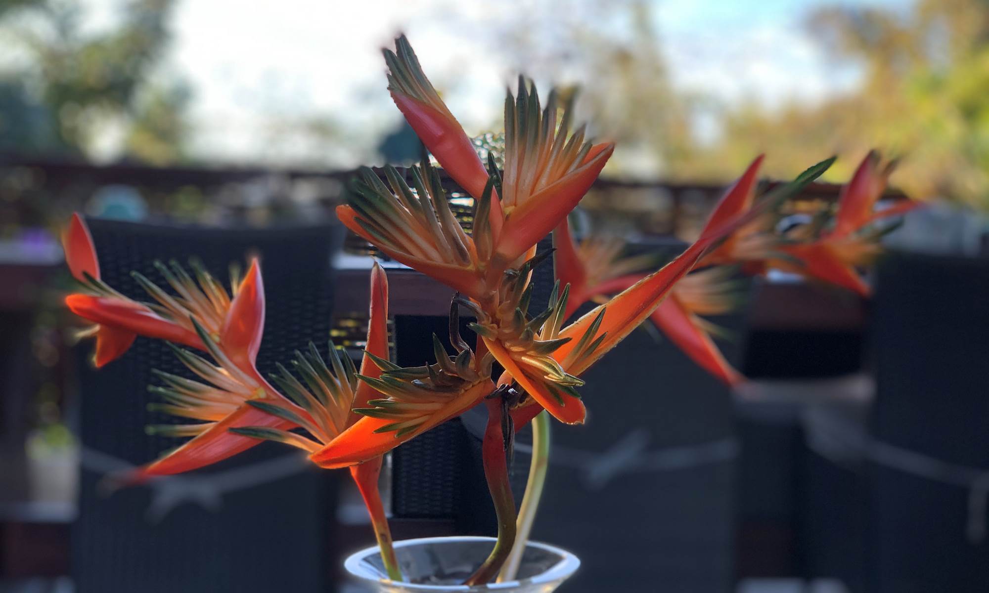 <img src="chemin-de-l-image.jpg" alt="Bouquet de fleurs 'Oiseaux du Paradis' à l'hôtel La Maison de Clémentine, décoration florale élégante à Fort-de-France, Martinique" />-galerie