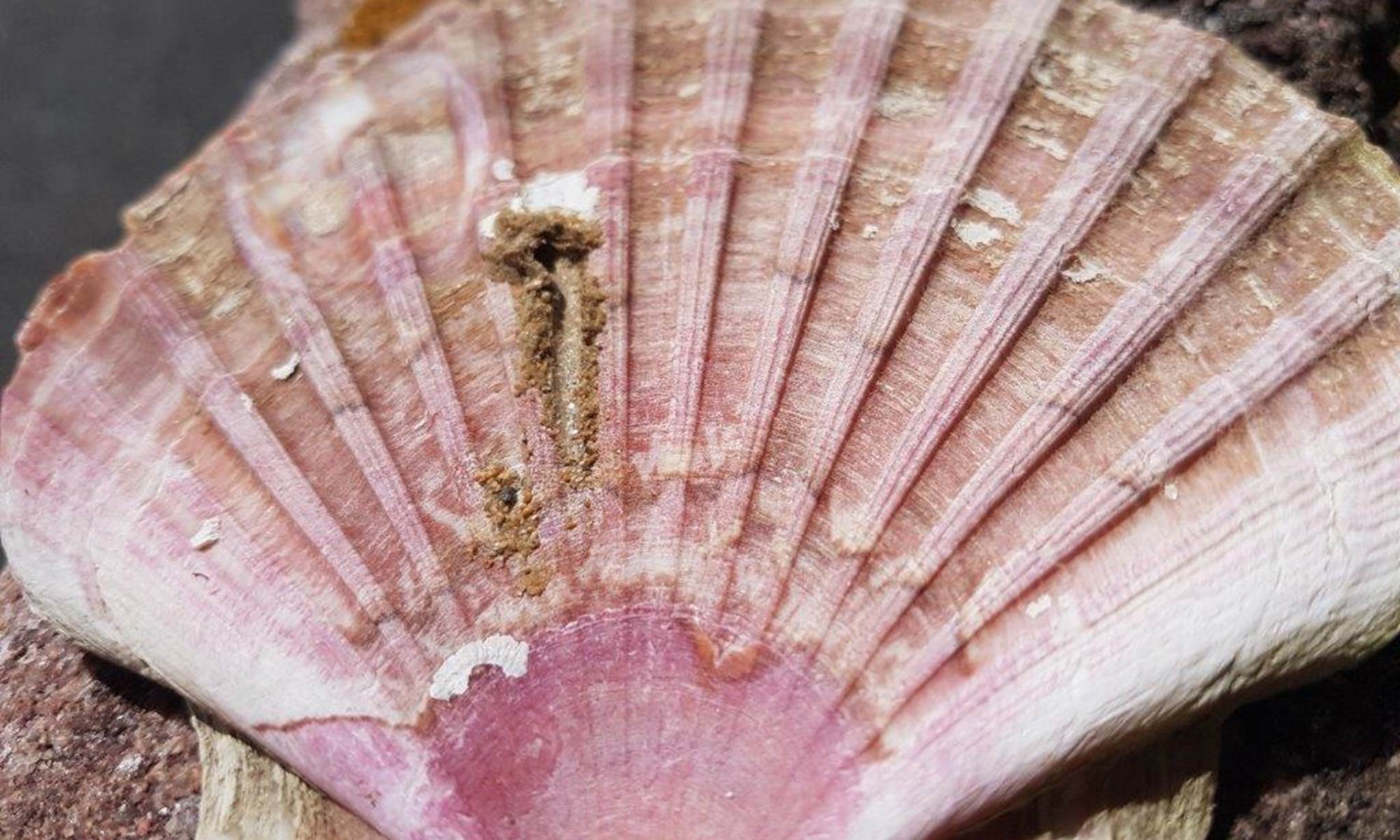 emblématique Coquille Saint Jacques-galerie