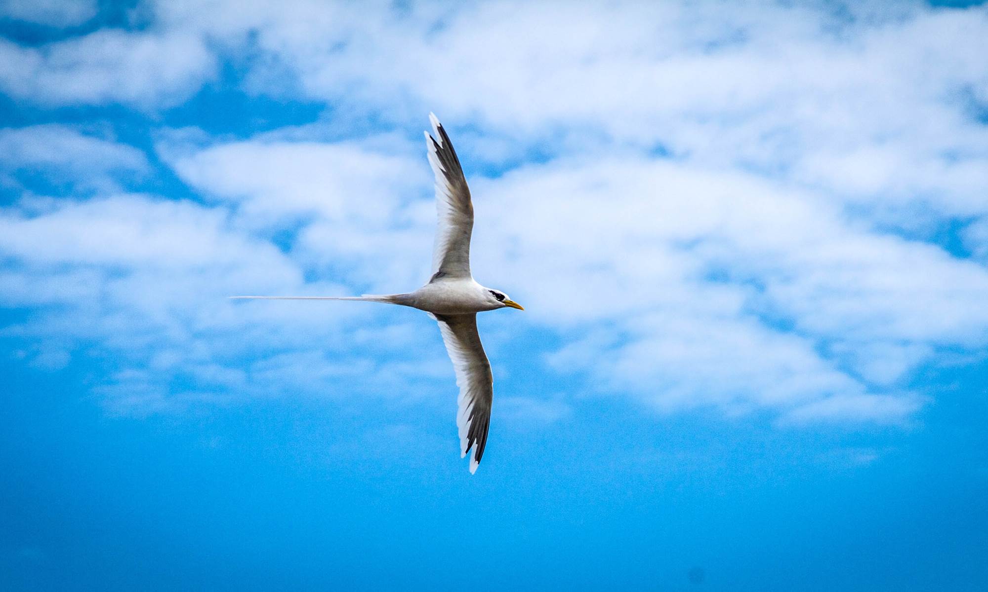 paille en queue-page