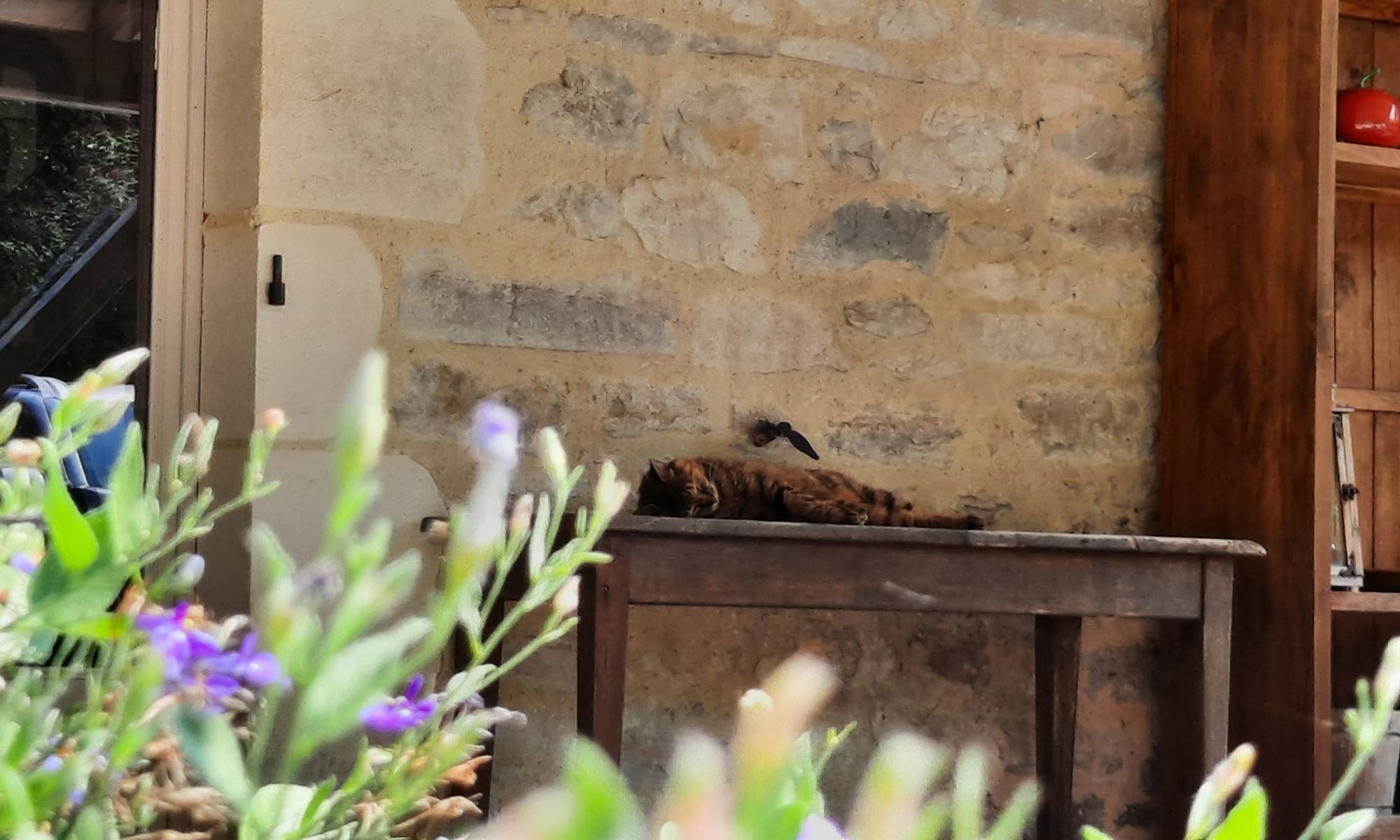 Cléo Le Chat-galerie