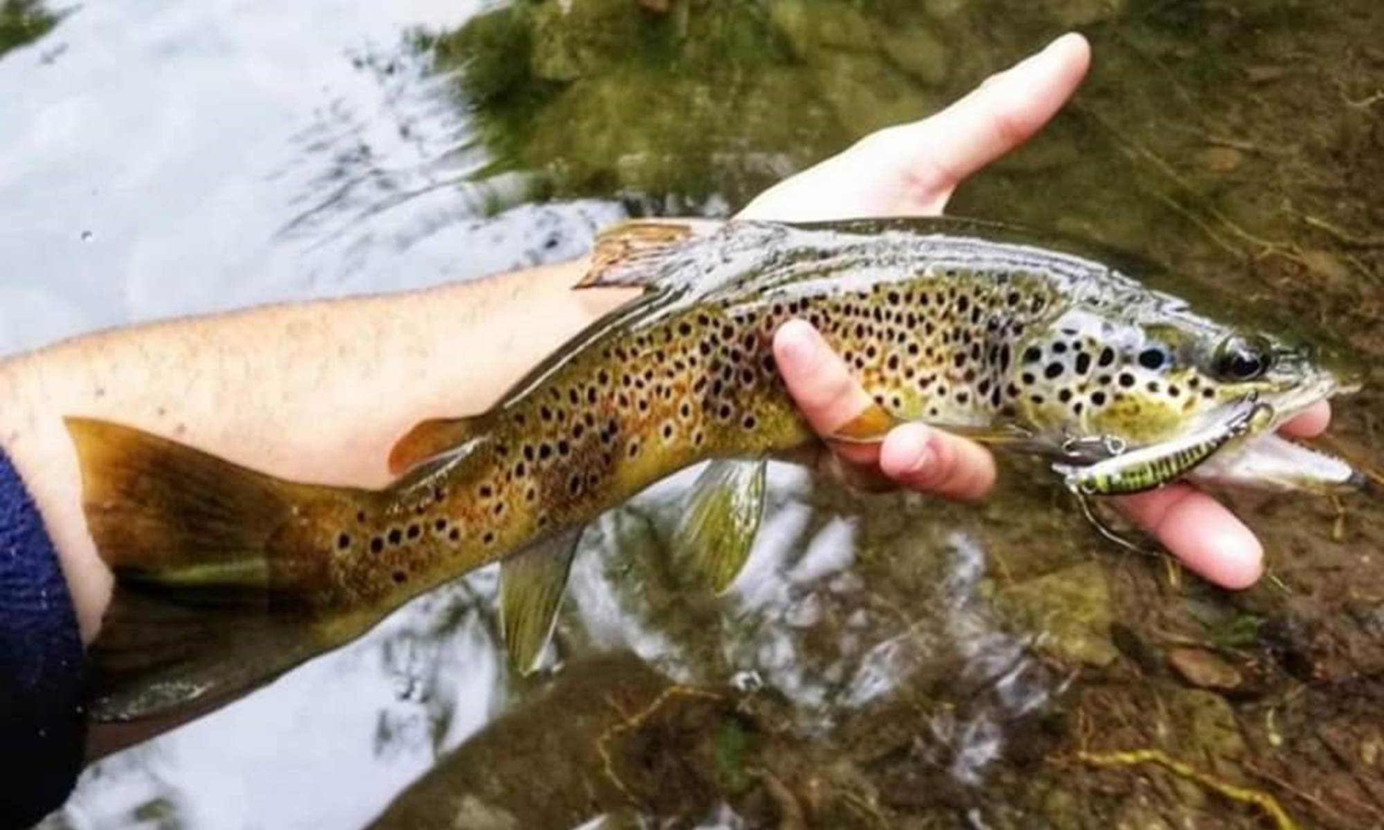 Gite le Masgiral Fario-galerie