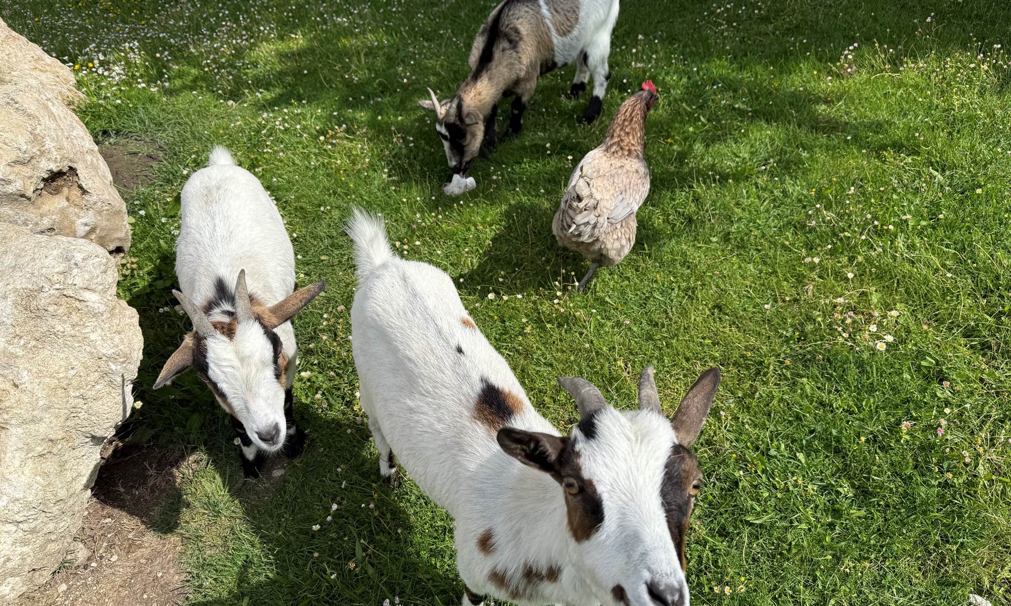 Domaine privatif avec animaux pour une expérience nature authentique.-page