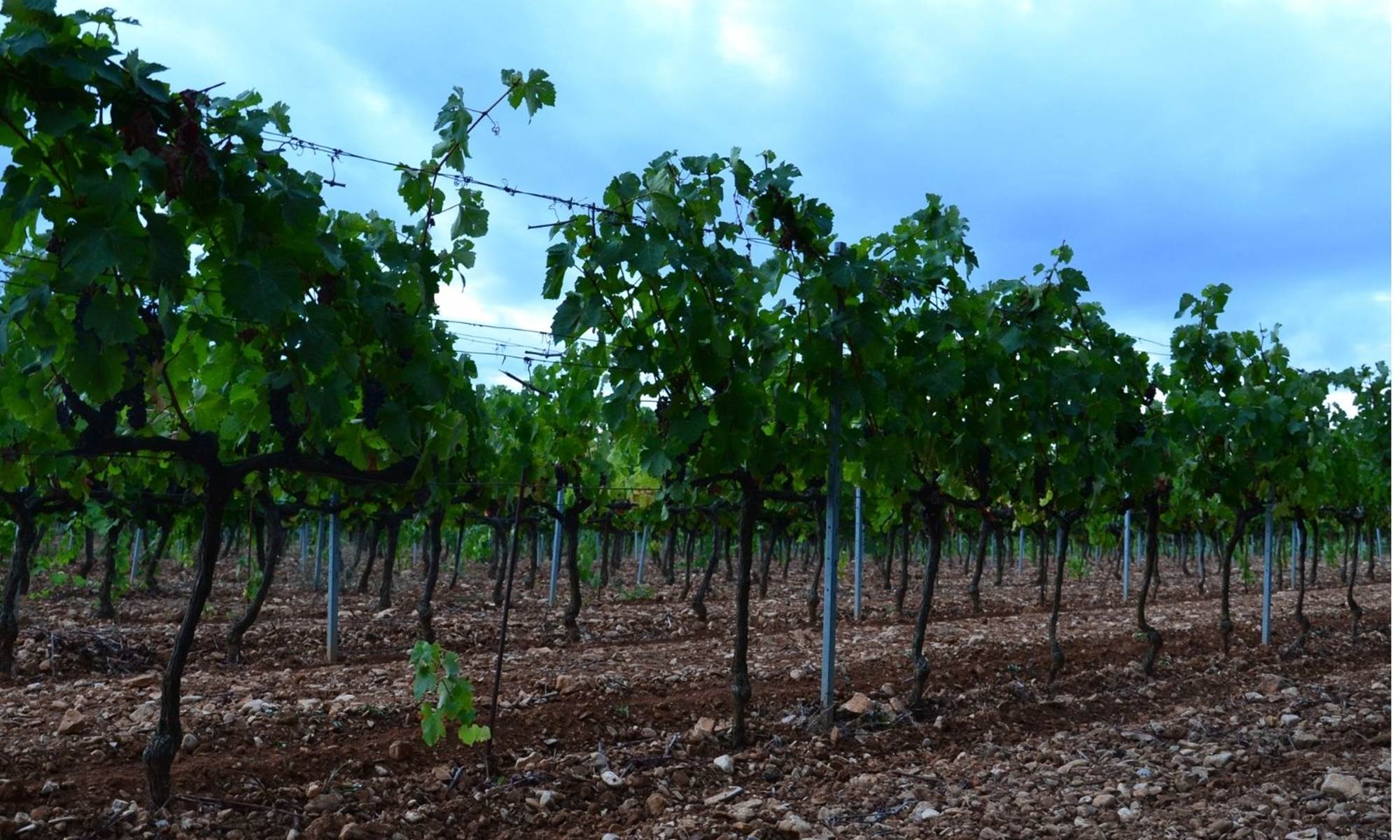 Syrah