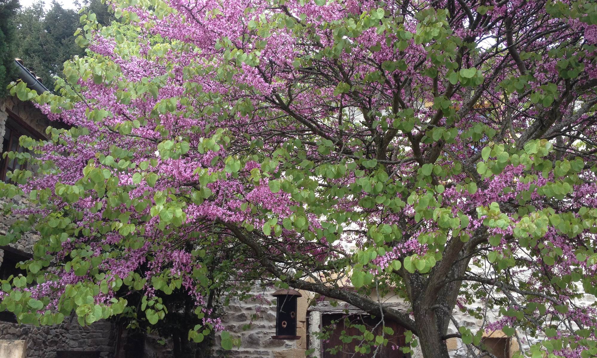 Magnifique l'arbre de Judée au printemps