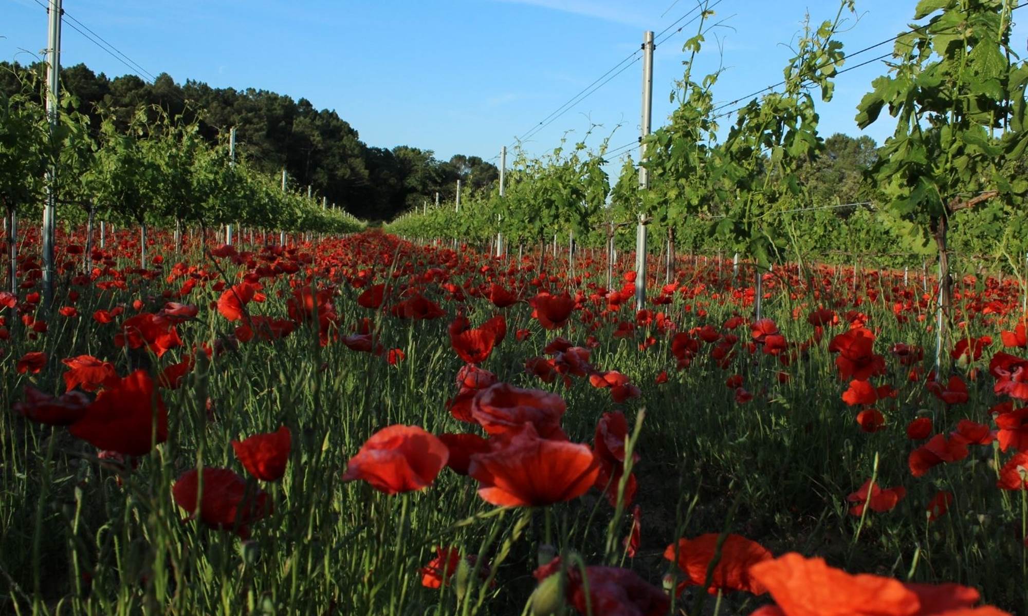 nature coquelicot