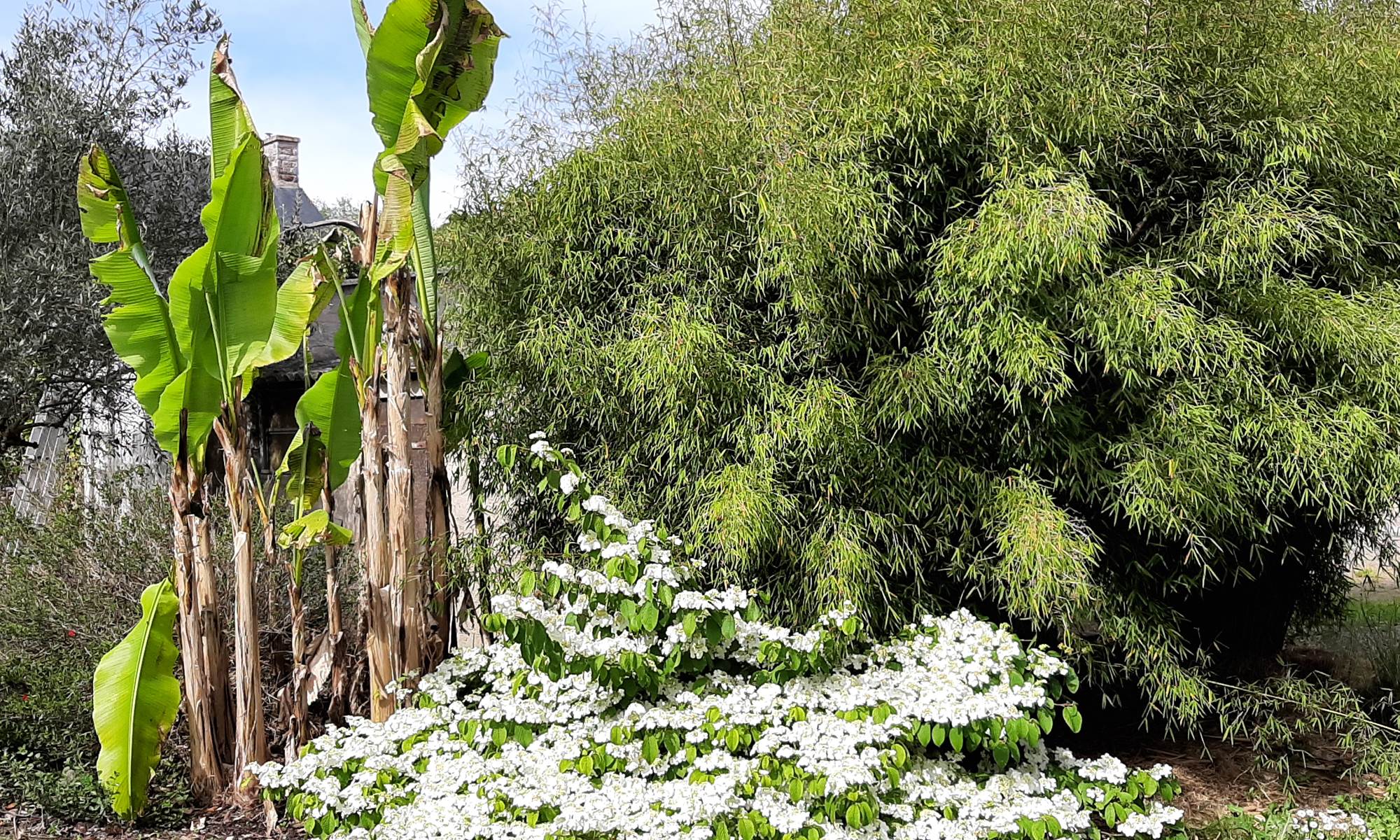 luxuriante végétation tropicale-galerie