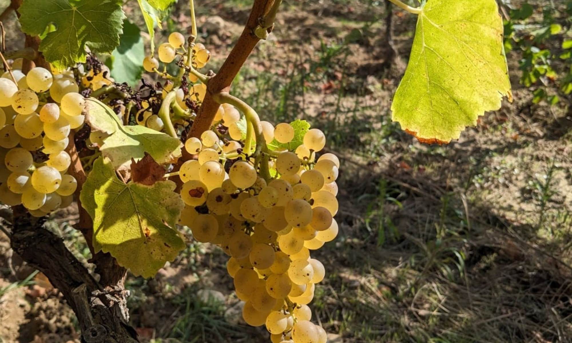 Grenache blanc cuvée tradition