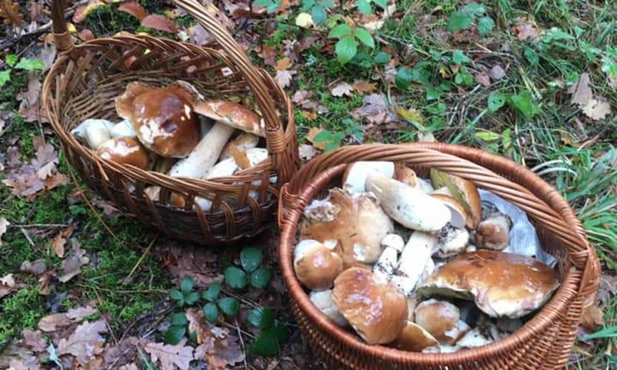 Gite Le Masgiral Cueillette champignons-galerie