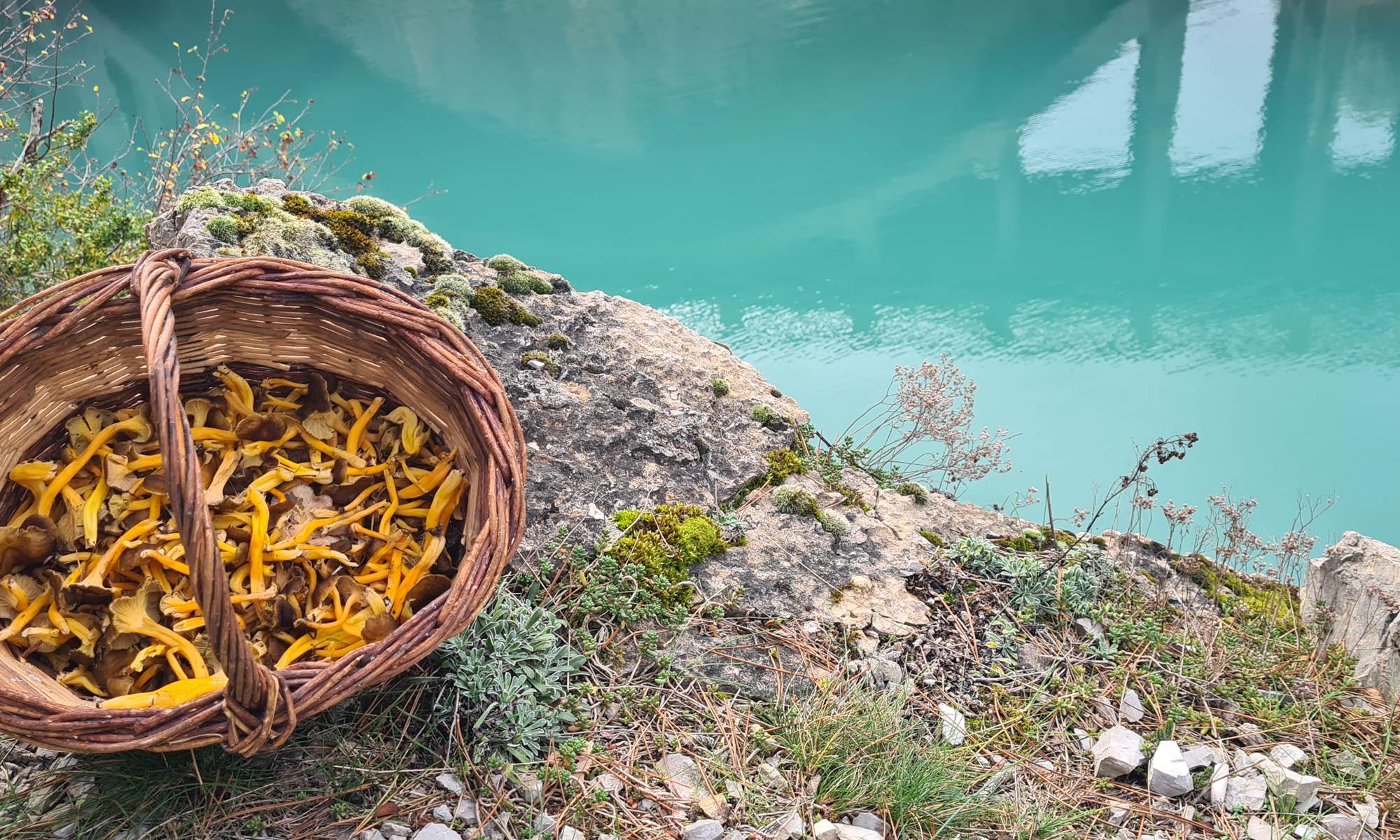 Angles et ses chanterelles