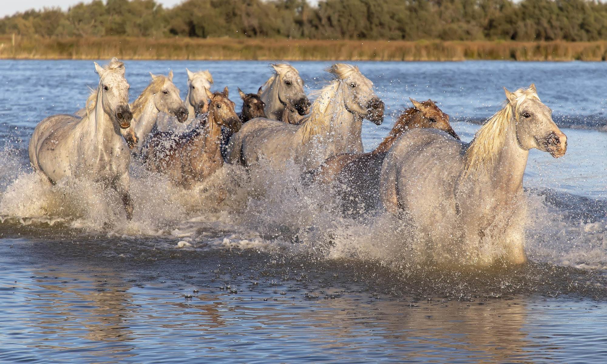 La gaze de chevaux de Camargue