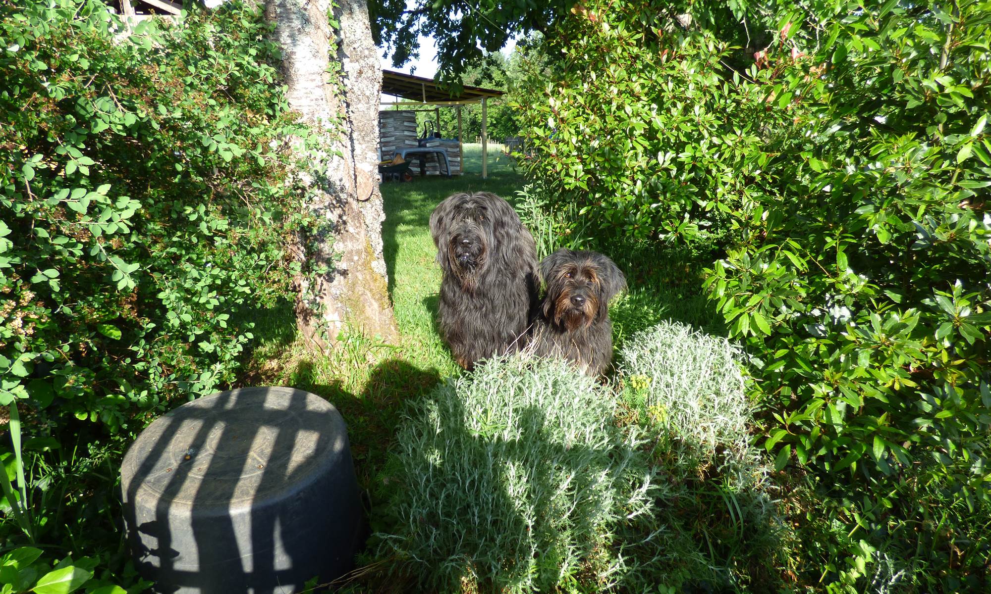 BRITAVIT nos chiennes Nouba et Olympe-page