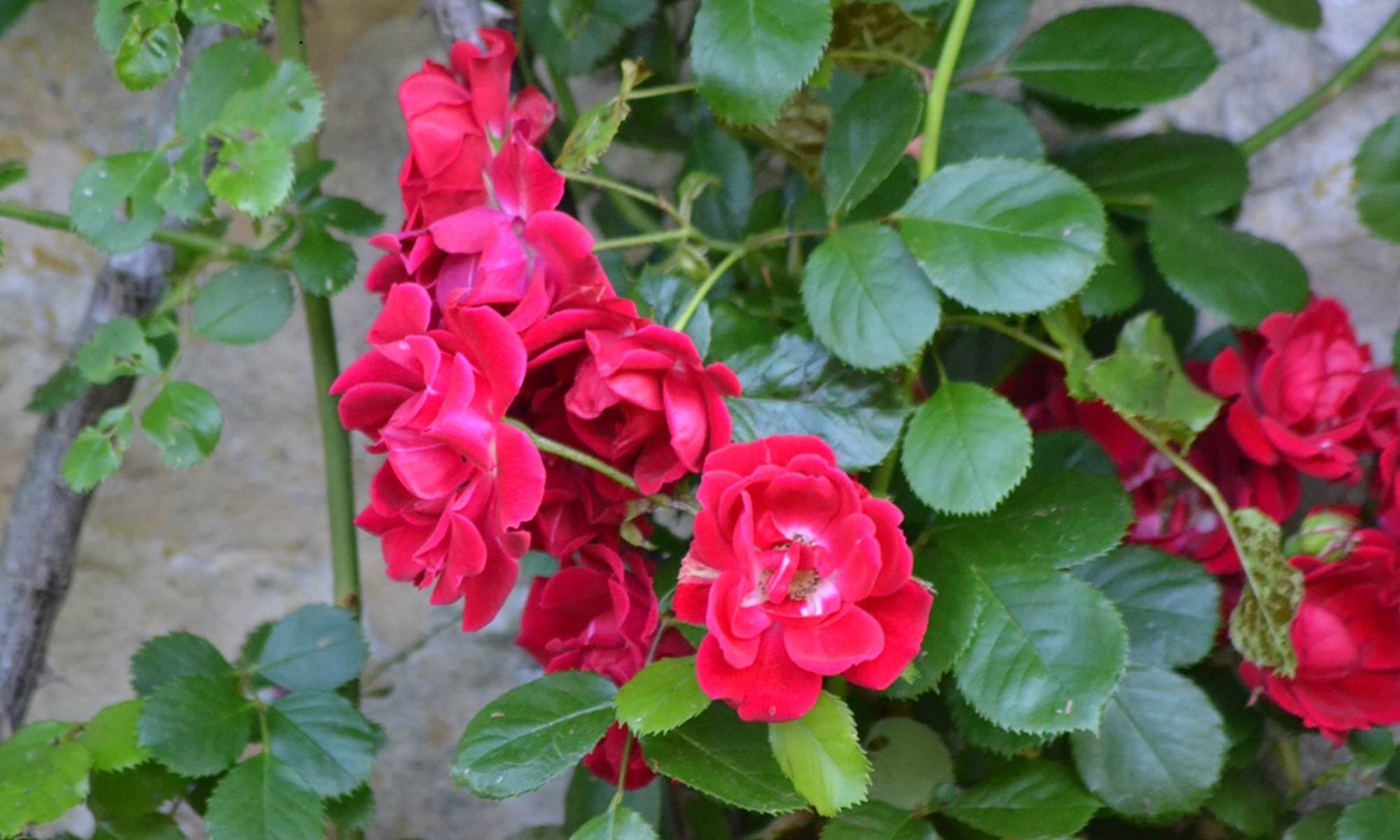 Maison Les Chandelles, Fleurs