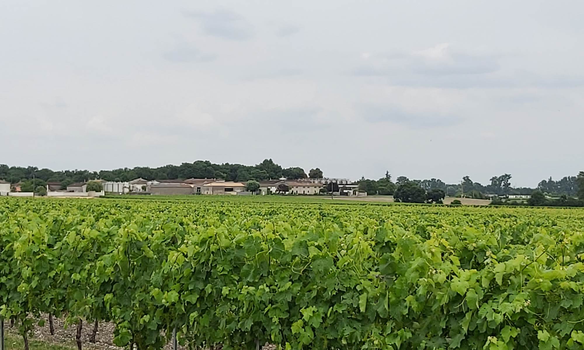 Les vignes de Salignac sur Charente - Cognac vignoble-galerie