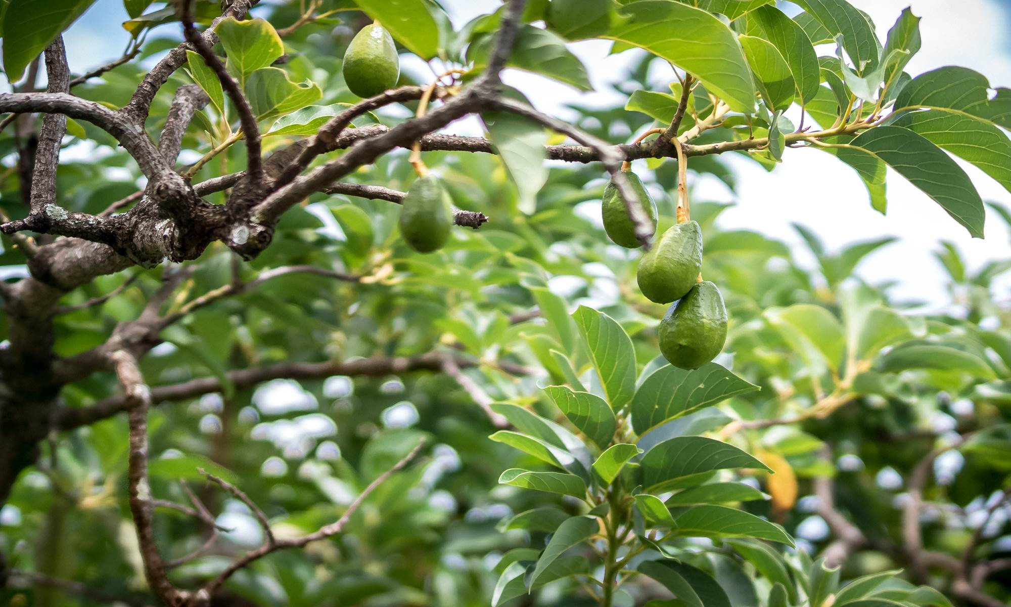 <img src="chemin-de-l-image.jpg" alt="Jardin tropical de La Maison de Clémentine, hébergements de luxe à Fort-de-France en Martinique, avec arbres et ambiance paisible" />-galerie