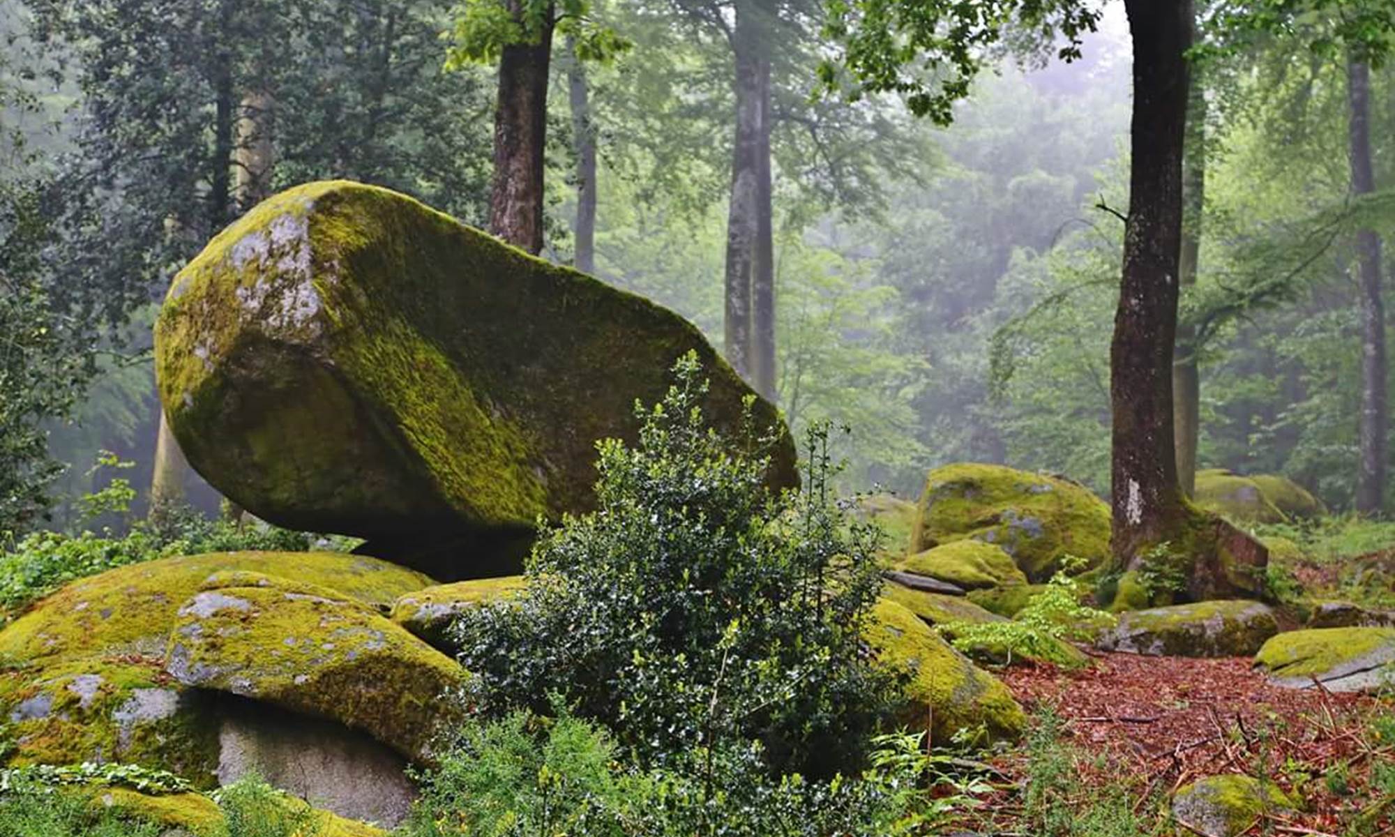 Gite le Masgiral Foret de chabriere-galerie