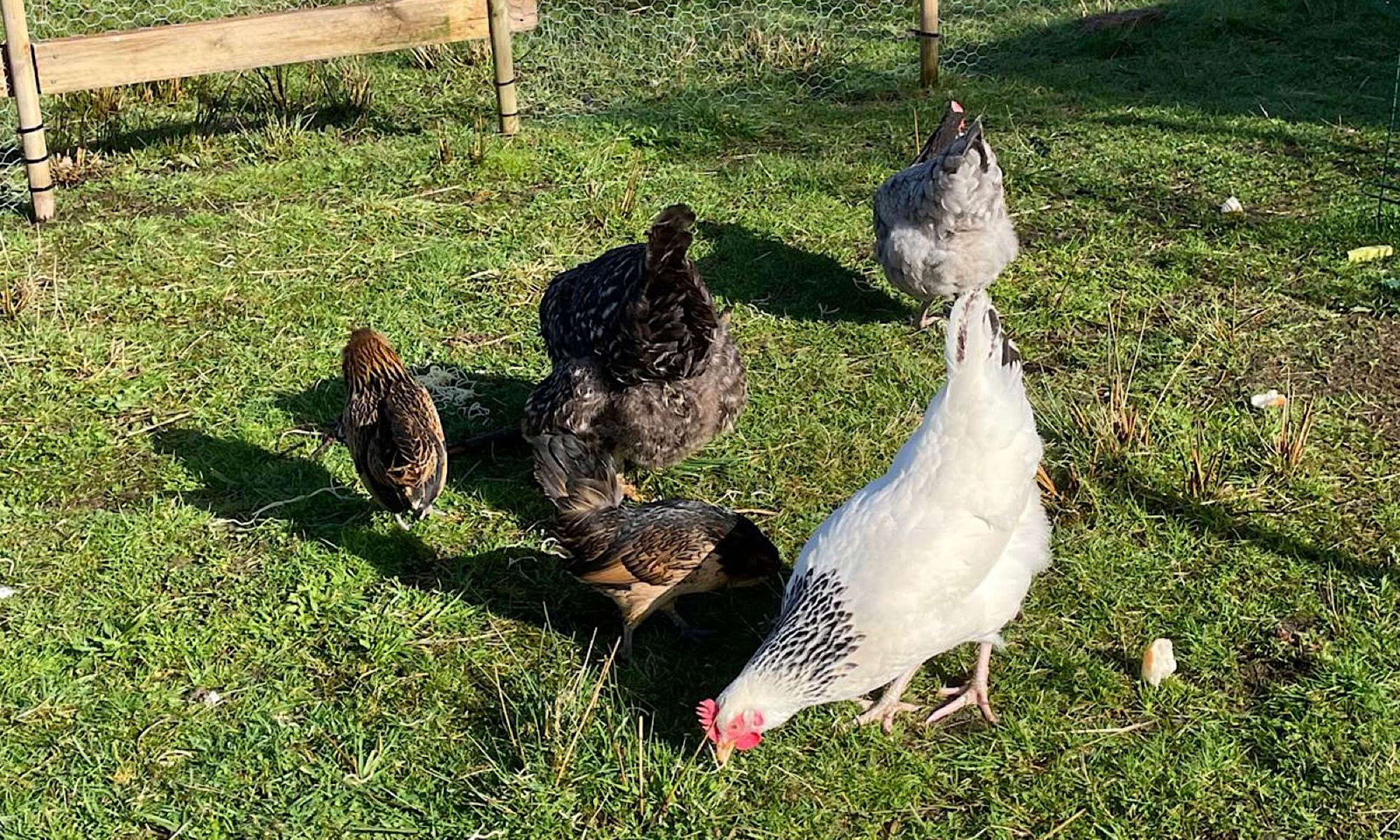 Pénélope et ses copines-galerie