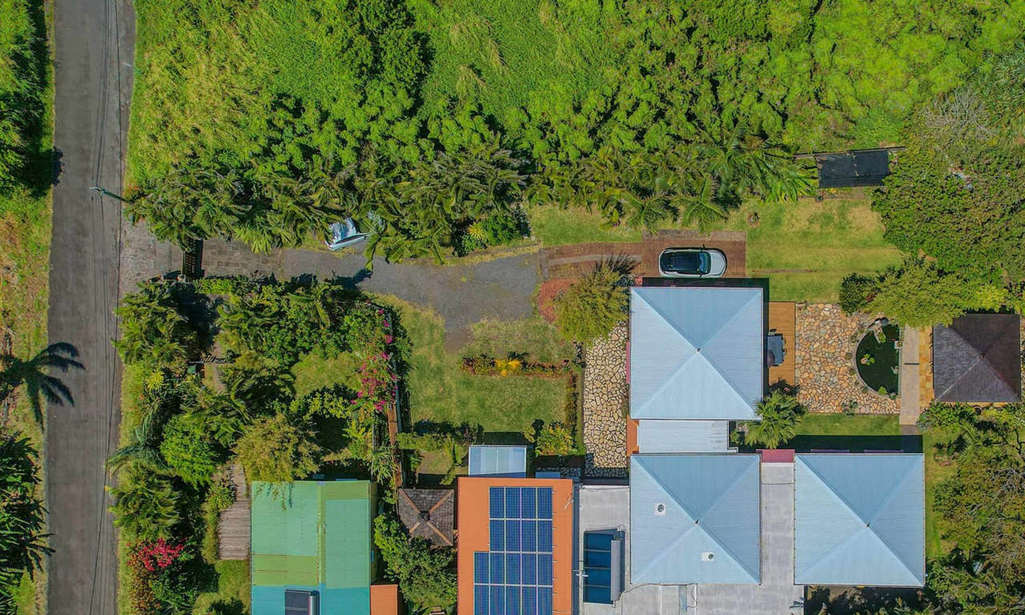 Le Tillandsia dans son jardin verdoyant-page
