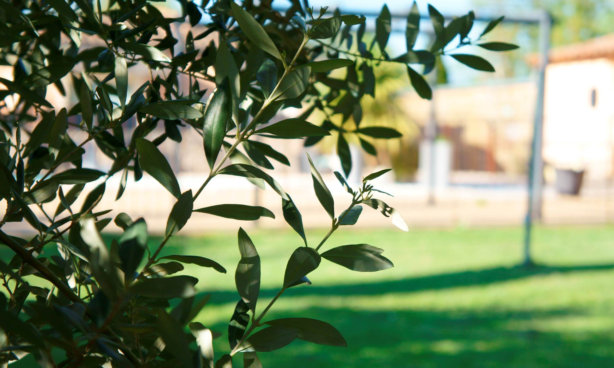 Olivier hôtel les Peupliers Loriol du comtat festival avignon-page
