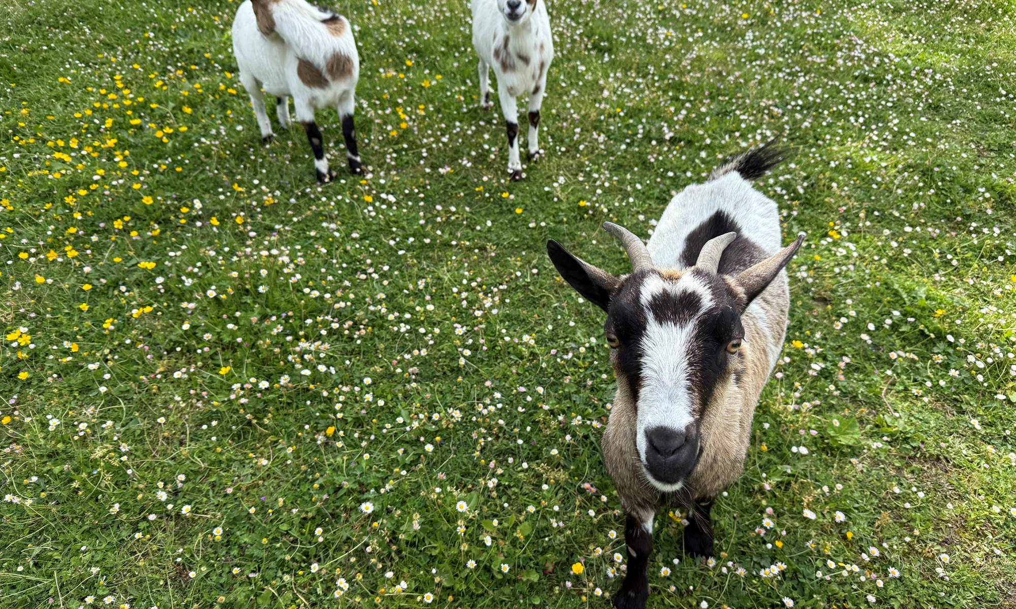 Expérience nature unique en Auvergne : partagez un moment de liberté avec nos chèvres.-page