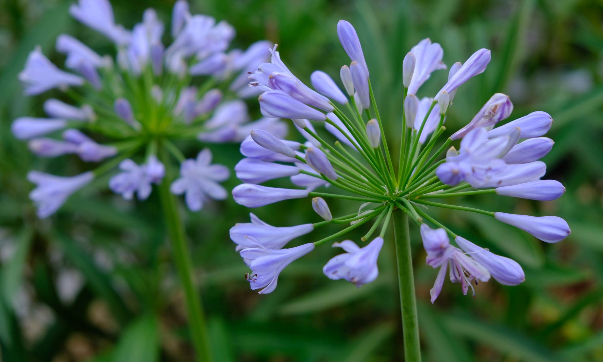 havre de paix au coeur de Limoges-galerie
