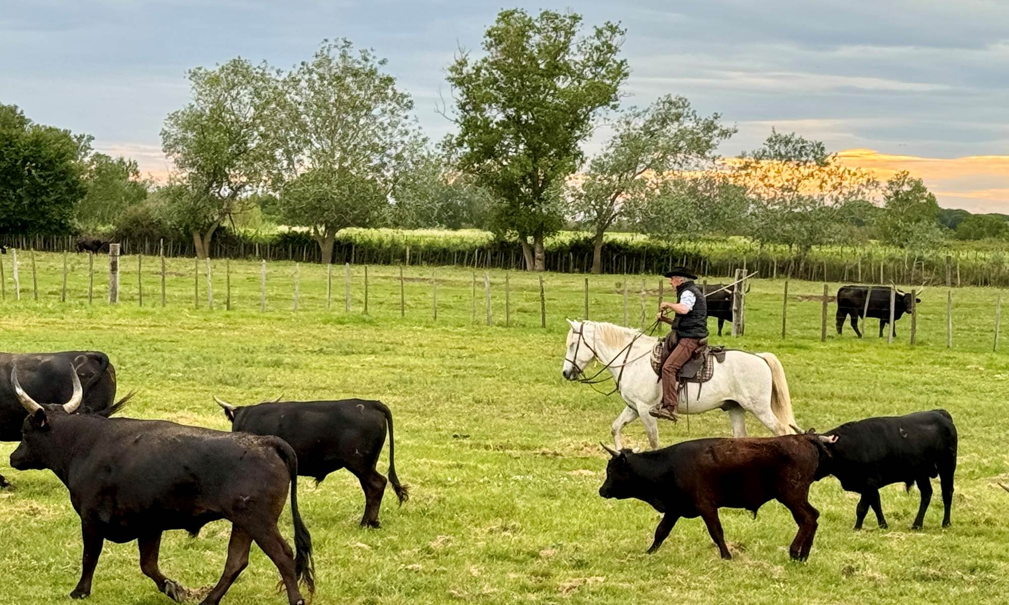Manade de taureaux chez Martini