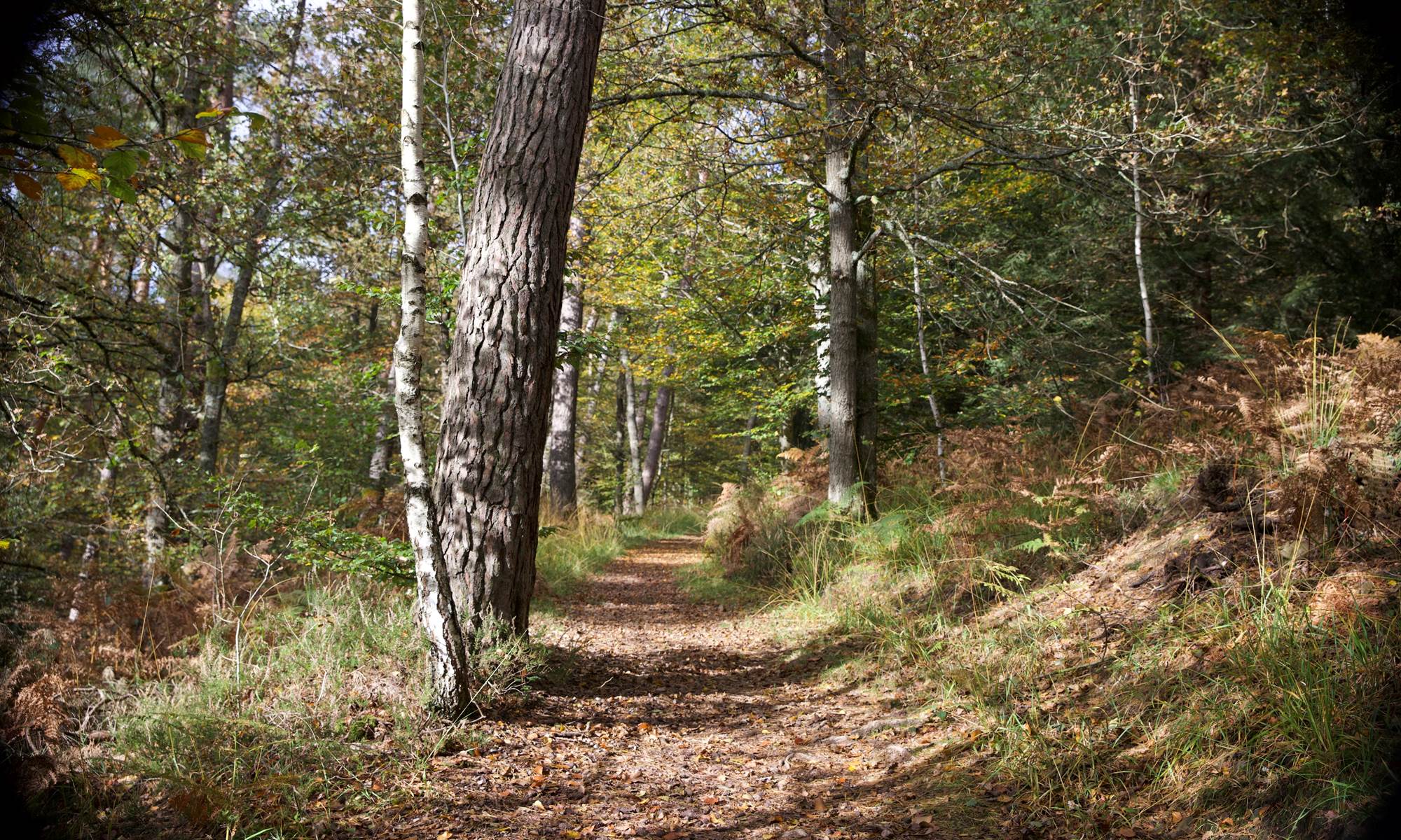 Location saisonnière, Gérardmer, Vosges-galerie