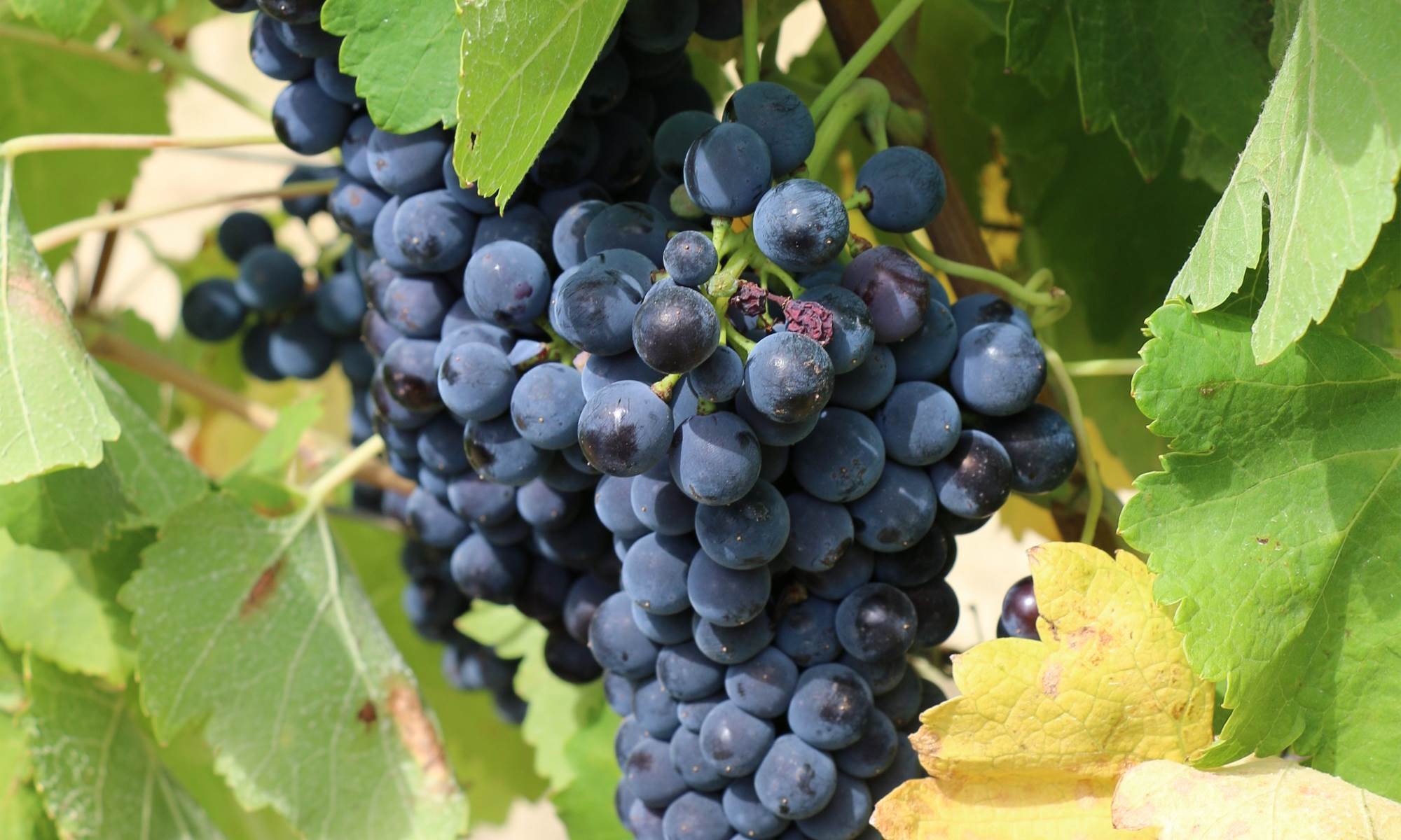 Grappe de Syrah
