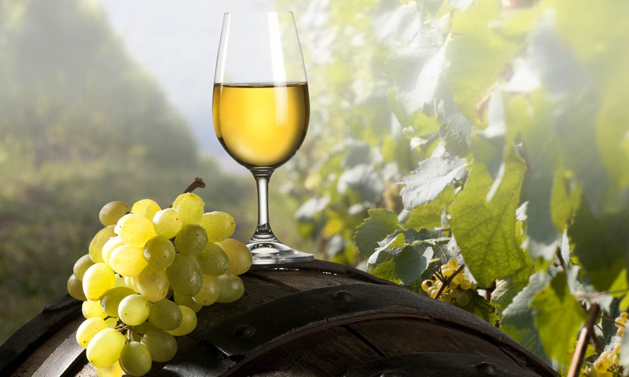 Dégustation de vin-galerie