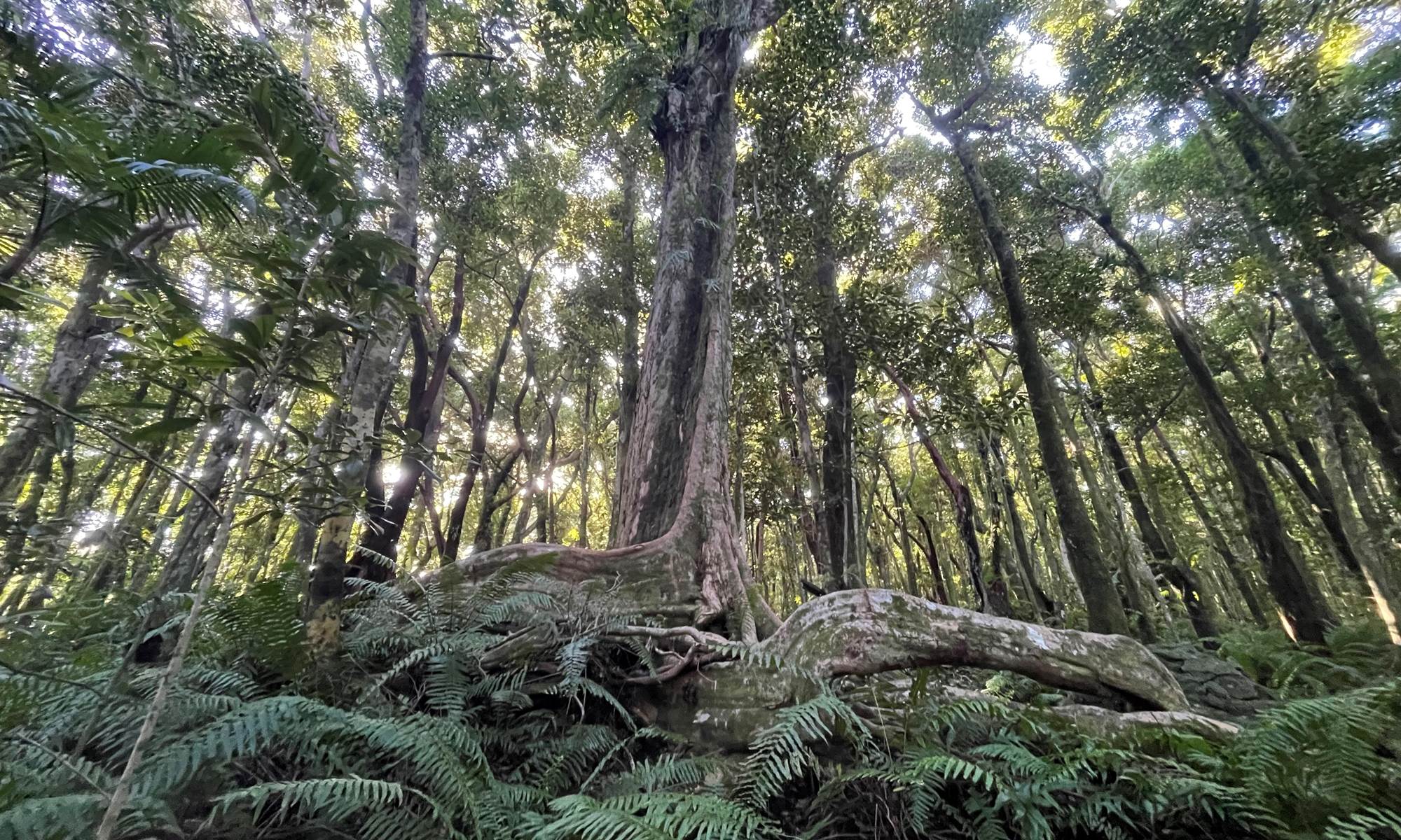 Petite marche à la forêt Marle Longue-galerie
