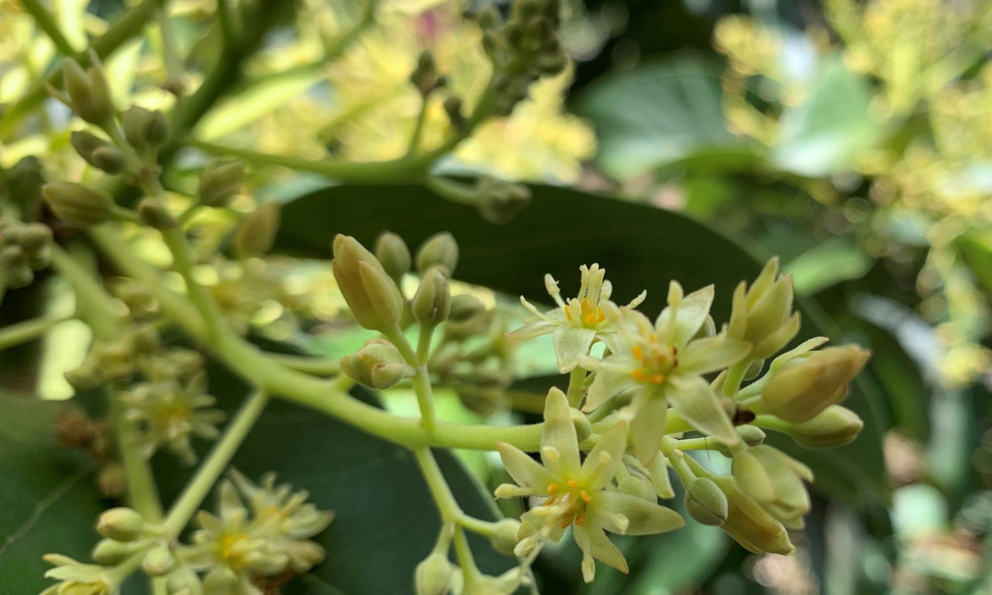 <img src="chemin-de-l-image.jpg" alt="Avocatier en fleurs dans le jardin tropical de La Maison de Clémentine, hébergements de luxe à Fort-de-France, Martinique" />-galerie