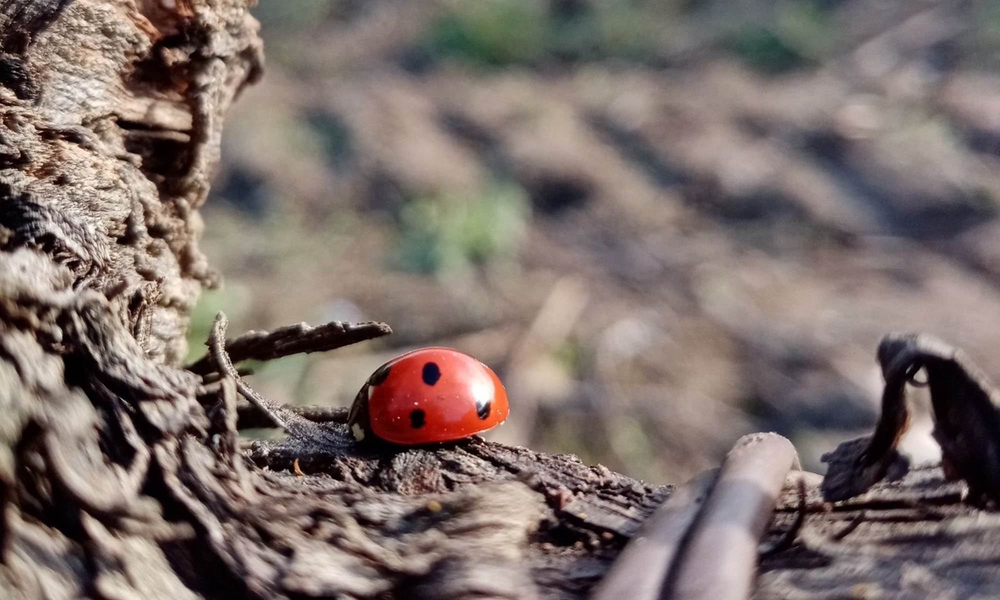 coccinelles