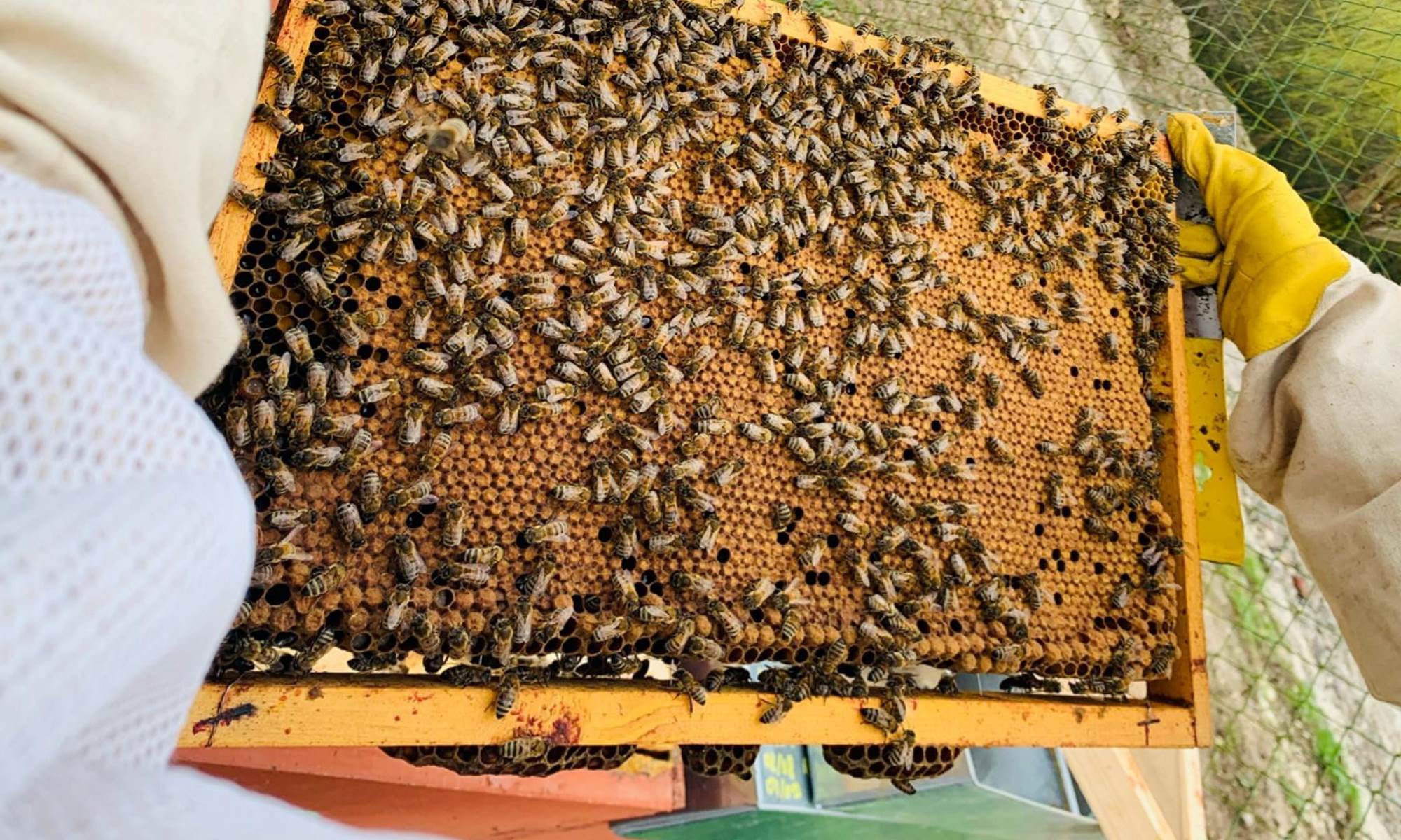 L'APICULTRICE DE L'ARTOIS - Miel