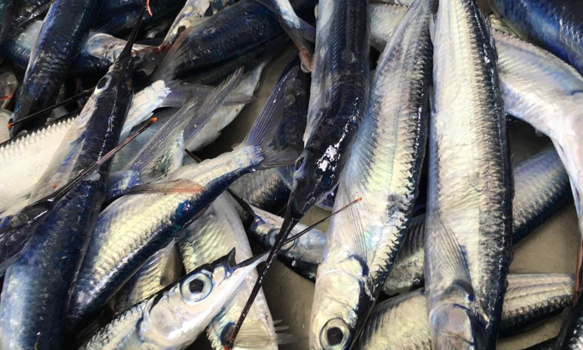 <img src="chemin-de-l-image.jpg" alt="Retour de pêche avec Balaous à Fort-de-France, La Maison de Clémentine, hébergements de luxe en Martinique" />-galerie