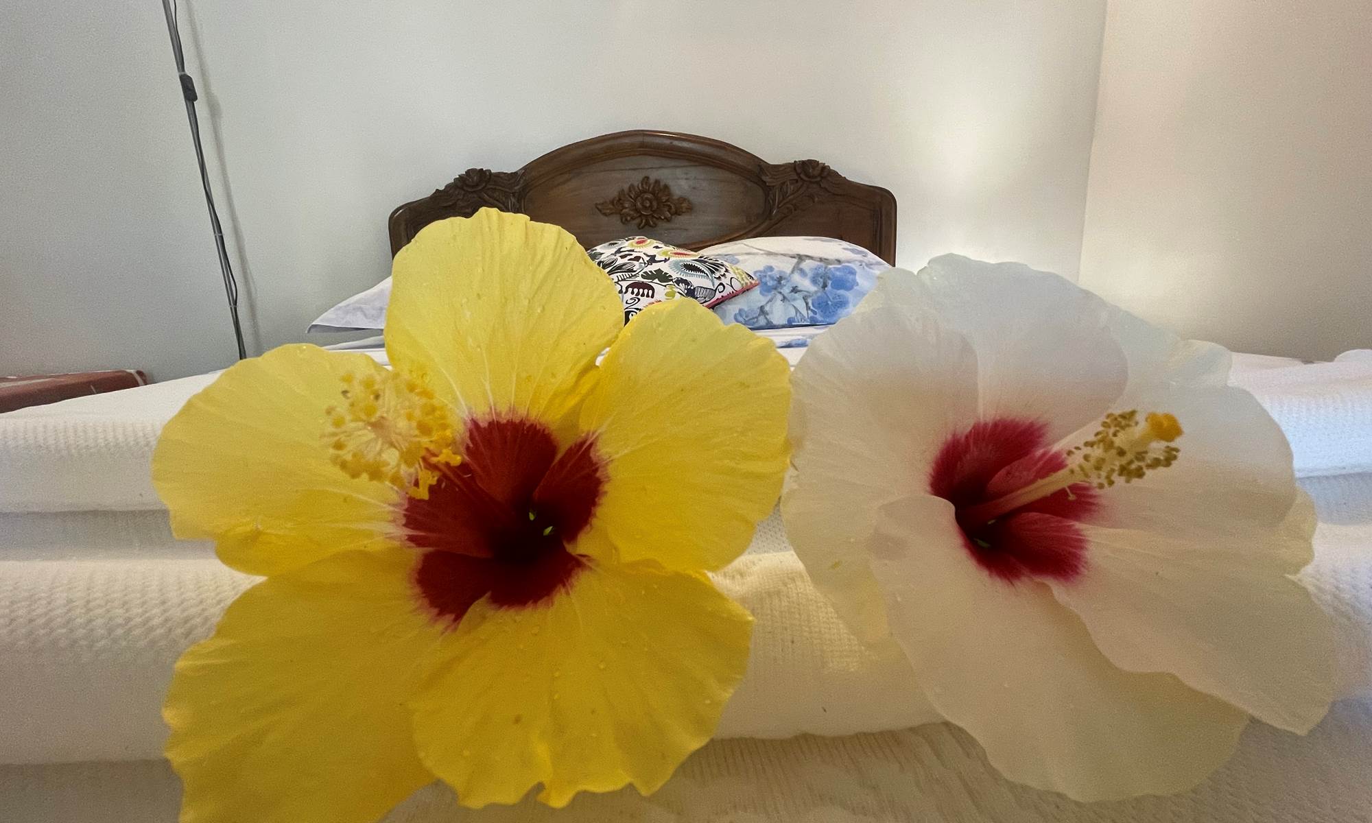 fleurs-chambre-proche-manapany-les-bains-galerie