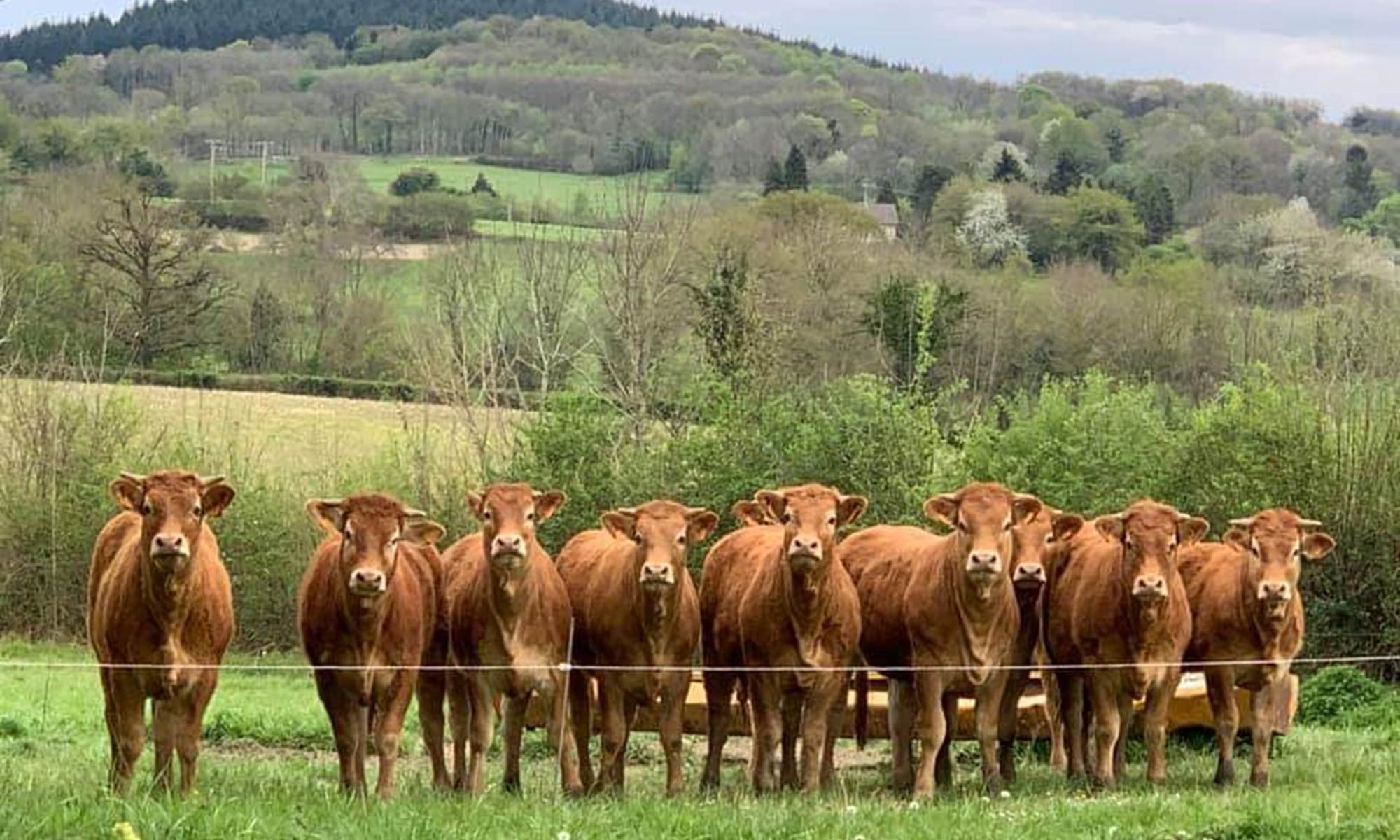Gite le Masgiral Nos Limousines-galerie