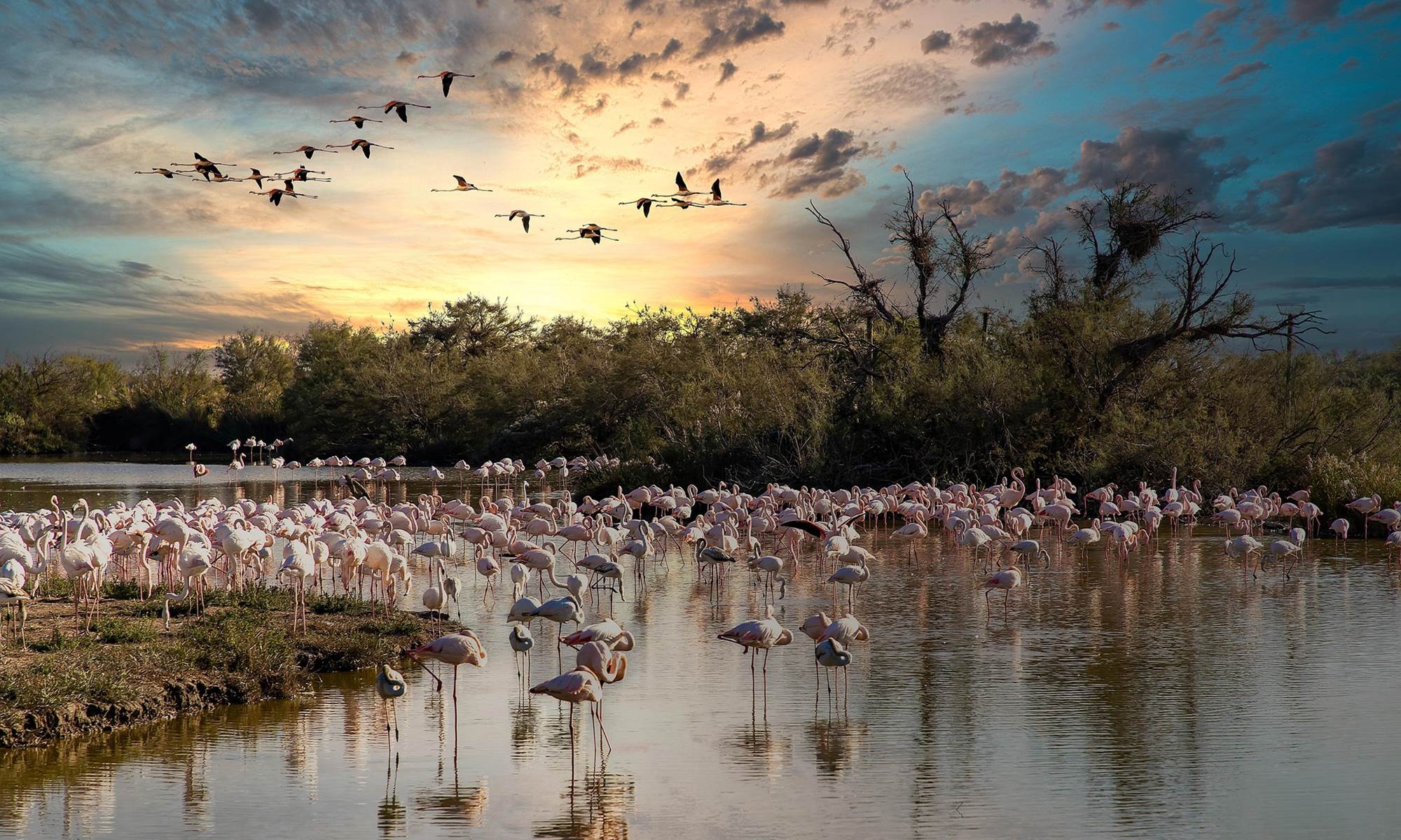 flamingo-6731284_1920