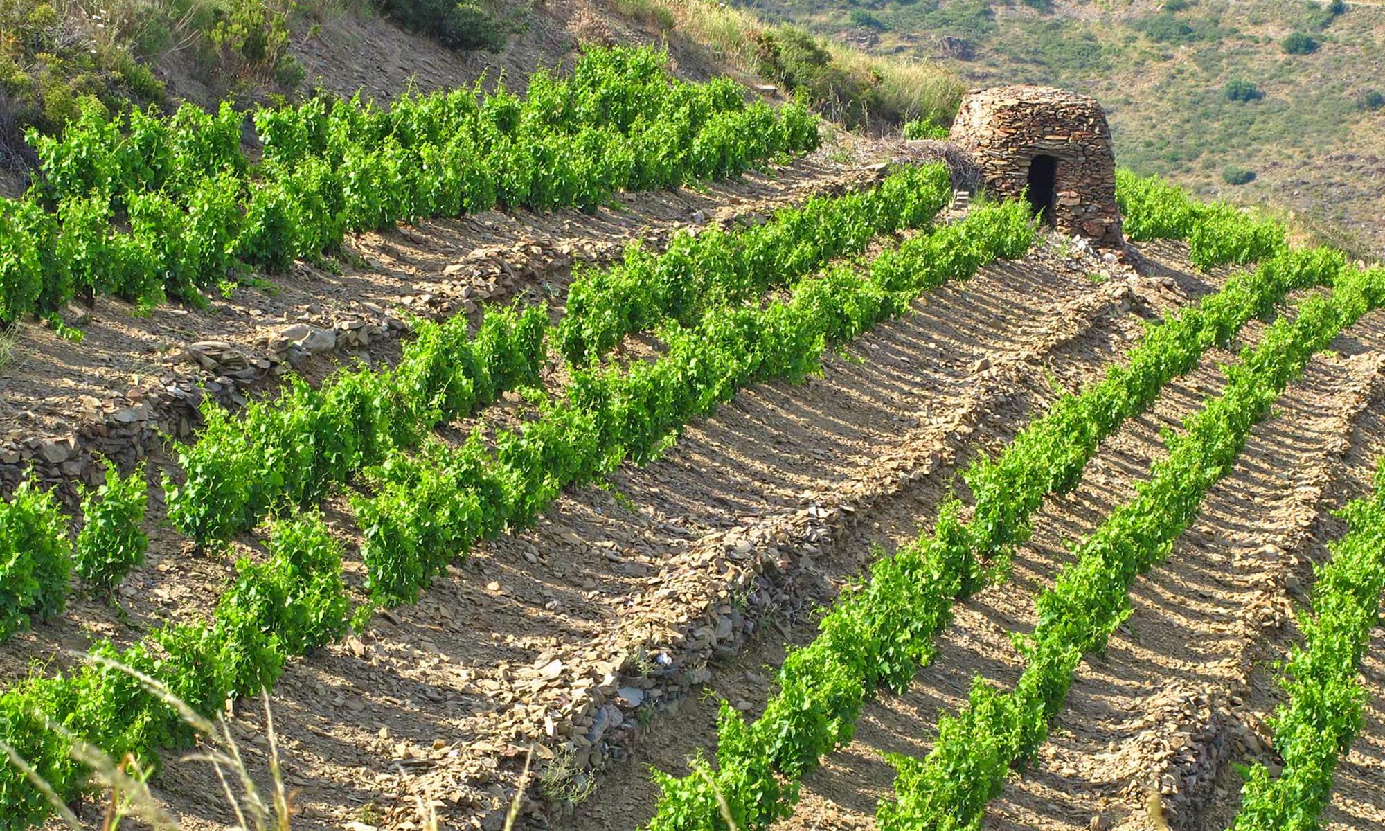 Le vignoble de Banyuls, Cerbère, Collioure-galerie