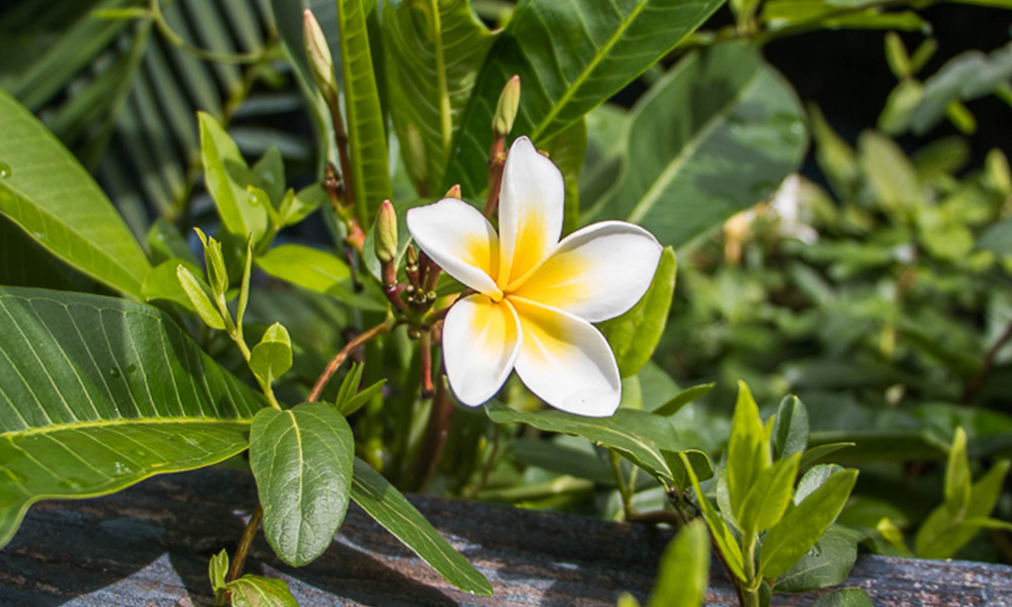 Fleur de Frangipanier-galerie