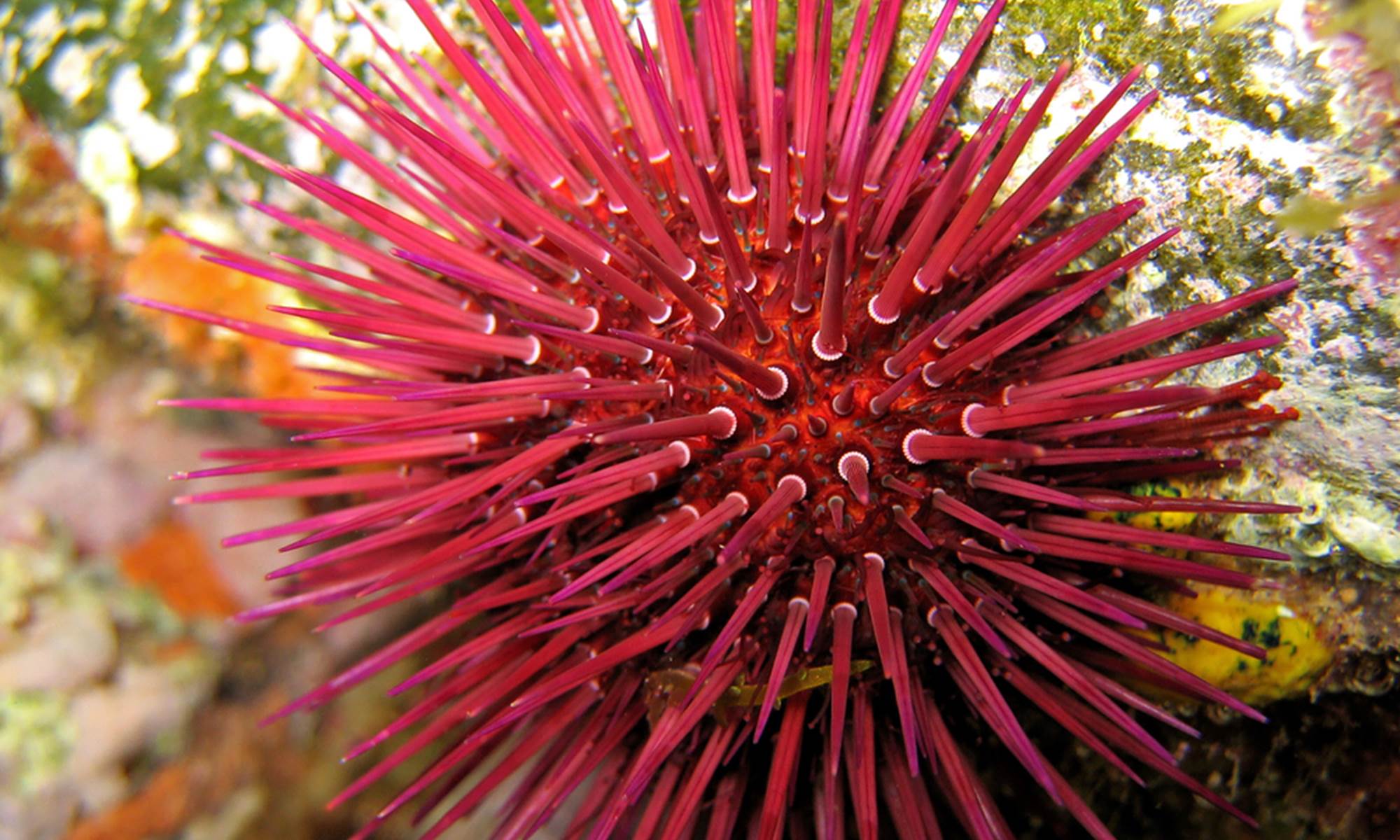 Re´serve marine de Banyuls Cerbère-galerie