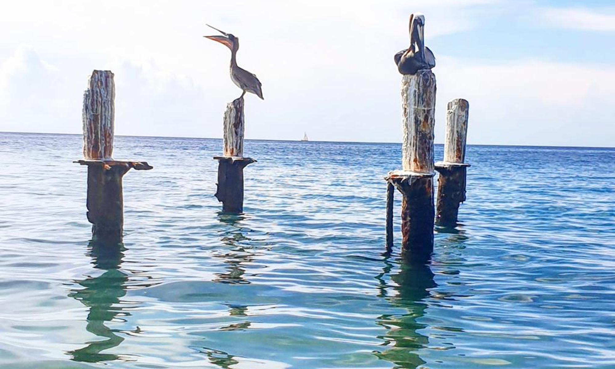 <img src="chemin-de-l-image.jpg" alt="Pélicans sur l'eau à Saint-Pierre, La Maison de Clémentine, hébergements de luxe à Fort-de-France, Martinique" />-galerie