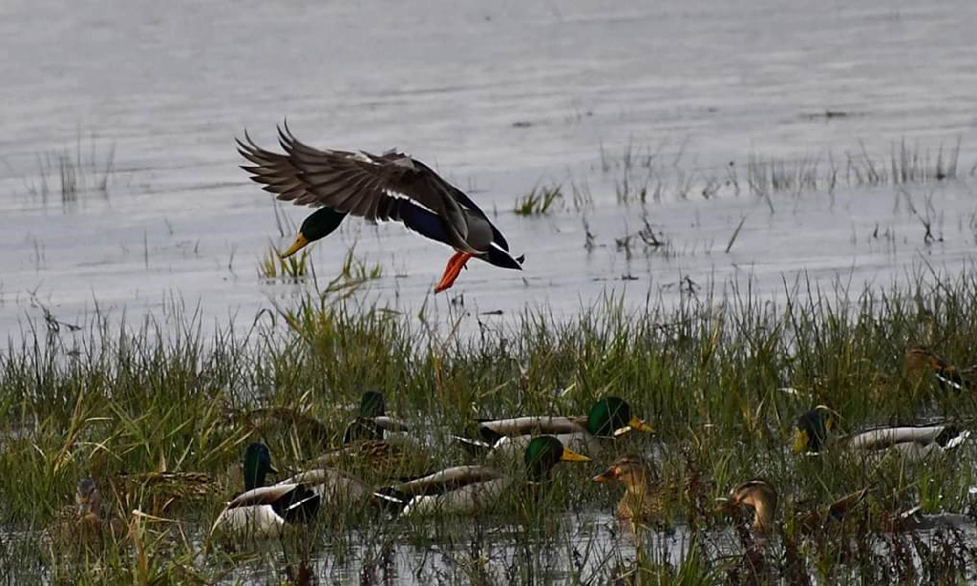 Gite Le Masgiral Etang Canards-galerie