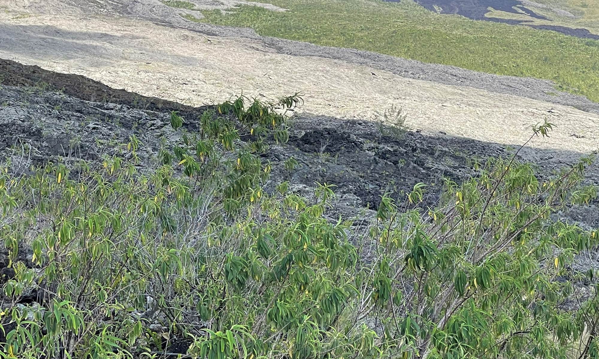 grande-anse-cap-méchant-galerie