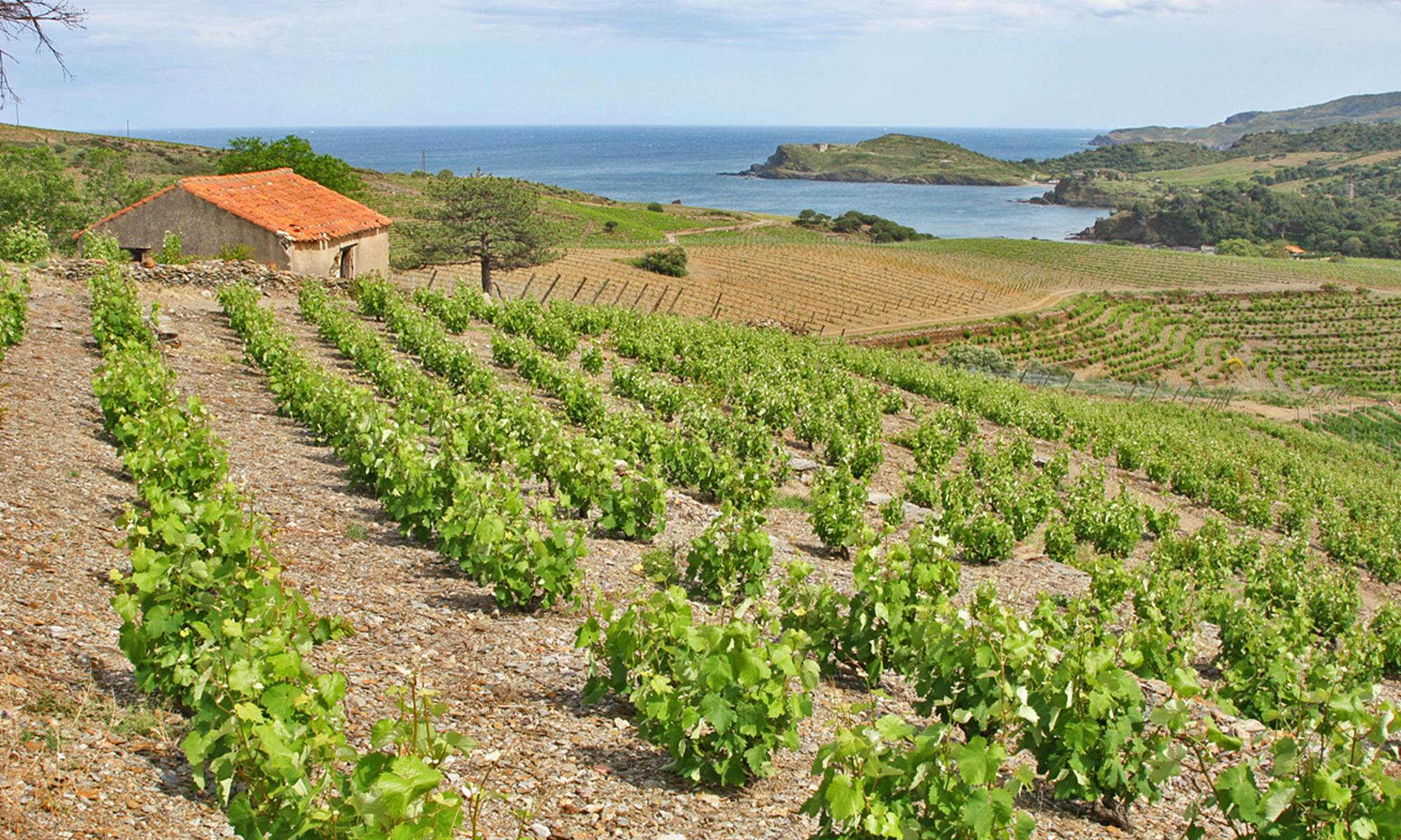 Le vignoble et la Méditerranée-galerie