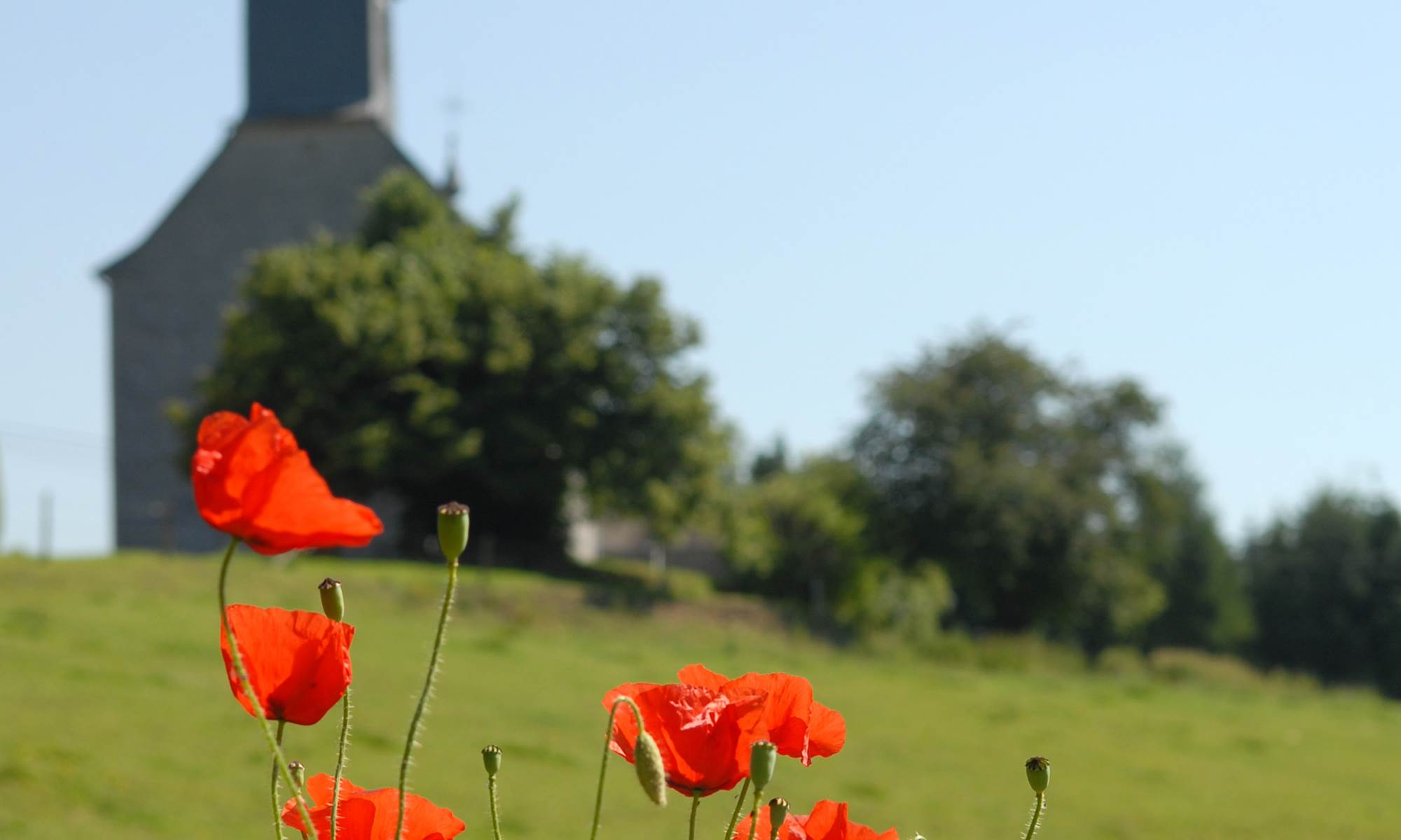 00002359-Pierre-Henri Roland-Mohiville (Hamois) - poppies-galerie